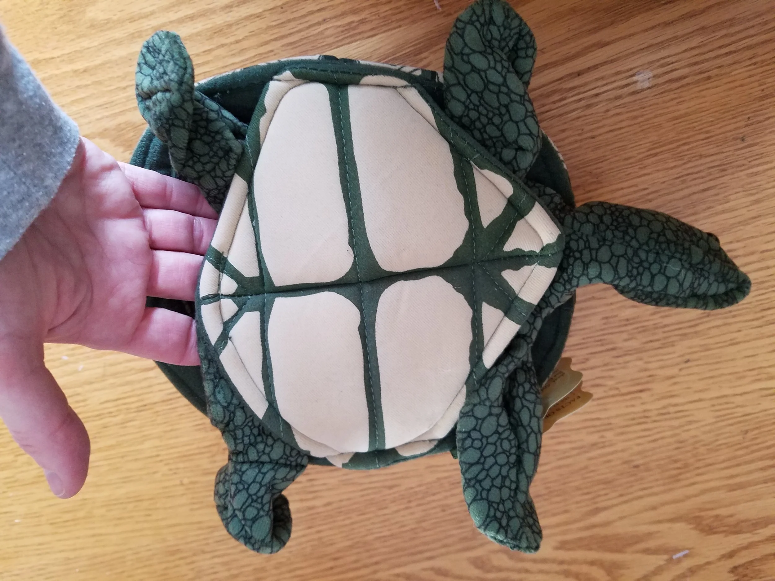tortise2.jpg