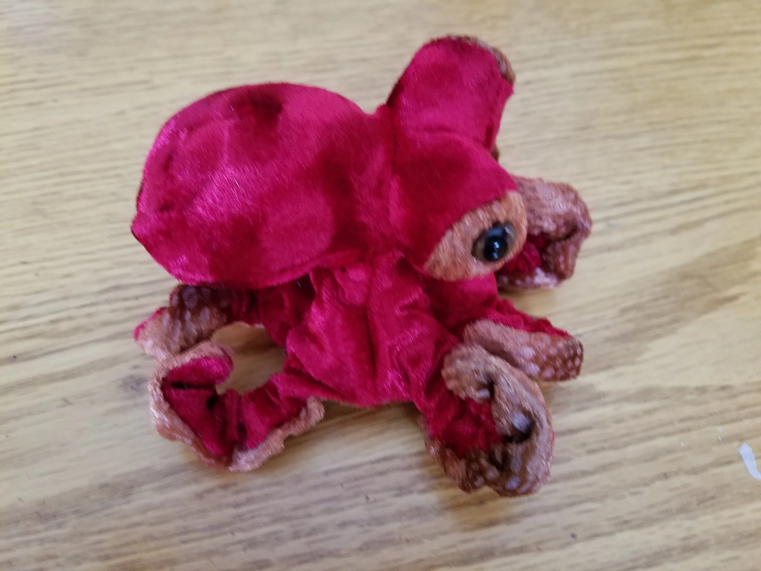 octopus1.jpg