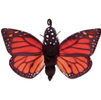 butterfly.PNG