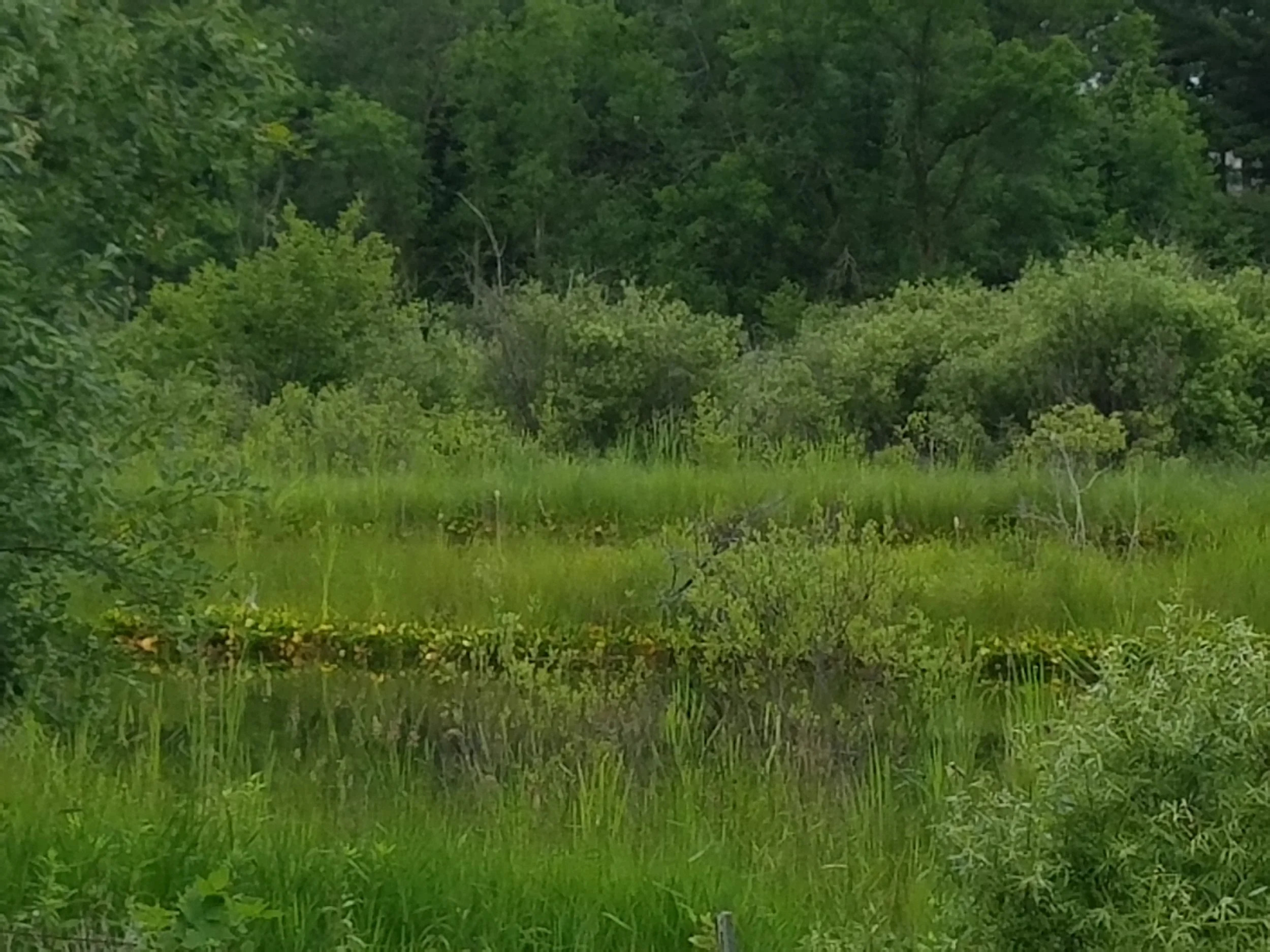 20170629_084802.jpg
