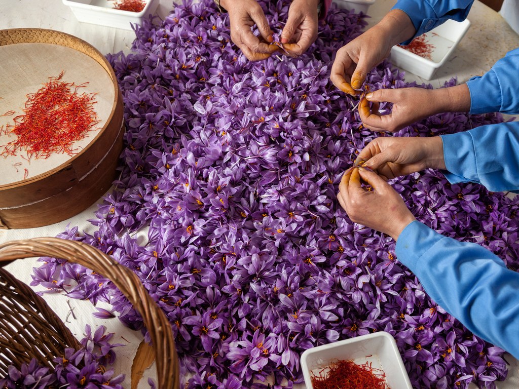 CONDÉ NAST TRAVELER: Spain's Millennium-Old Tradition of Harvesting the Most Expensive Spice on Earth