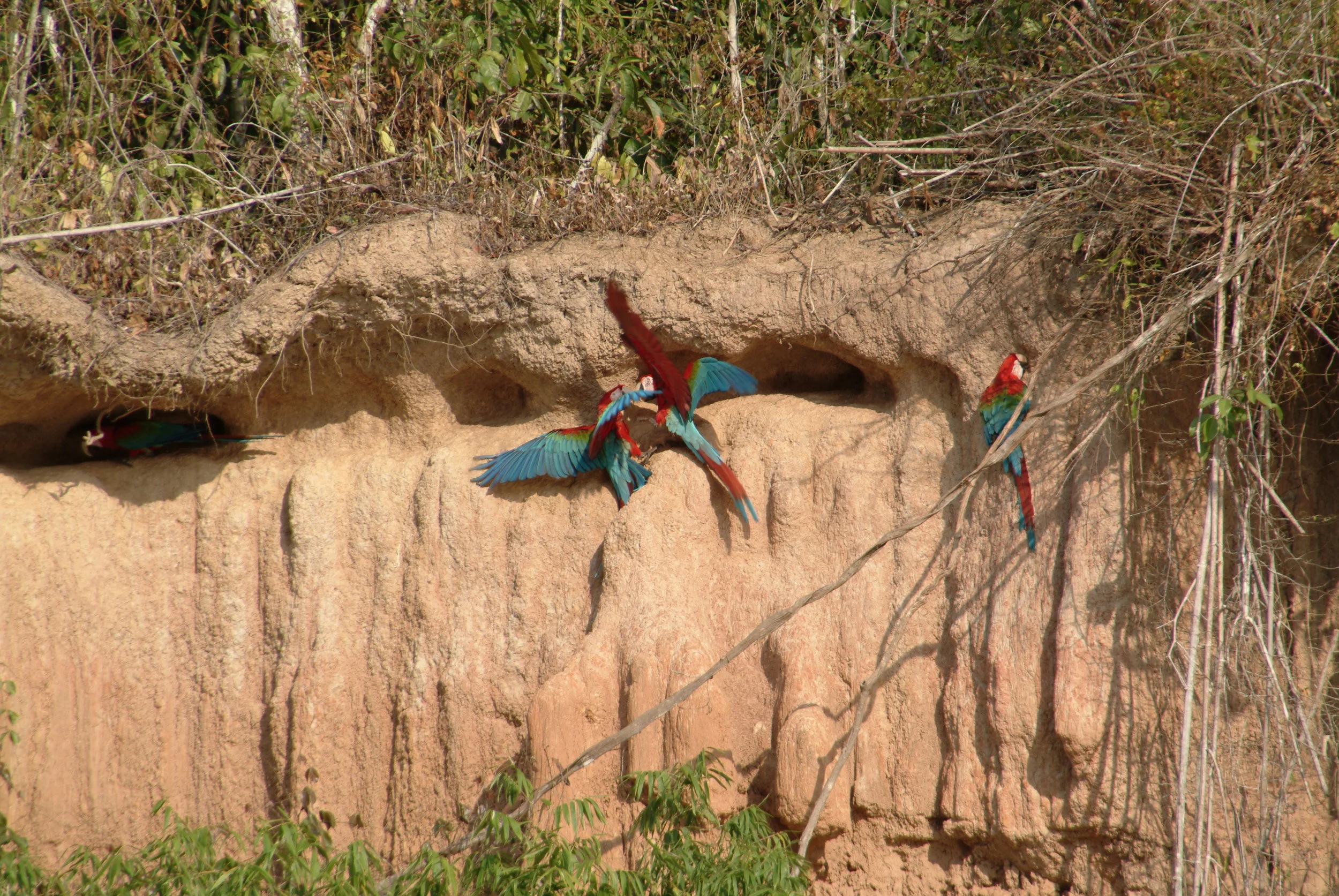 Our destination was the Macaw Clay Lick. This is where the macaw parrots come and lick the clay to neutralize the toxins in the Brazil nuts they eat. More recently though it has been reported by a gentleman called Donald Brightsmith that they eat the clay due to a sodium poor diet. He reports that parrots in other parts of the globe also eat tannins and toxins but not clay! He concluded that there is salt in the clay that the parrots eat to supplement the sodium lacking diet!