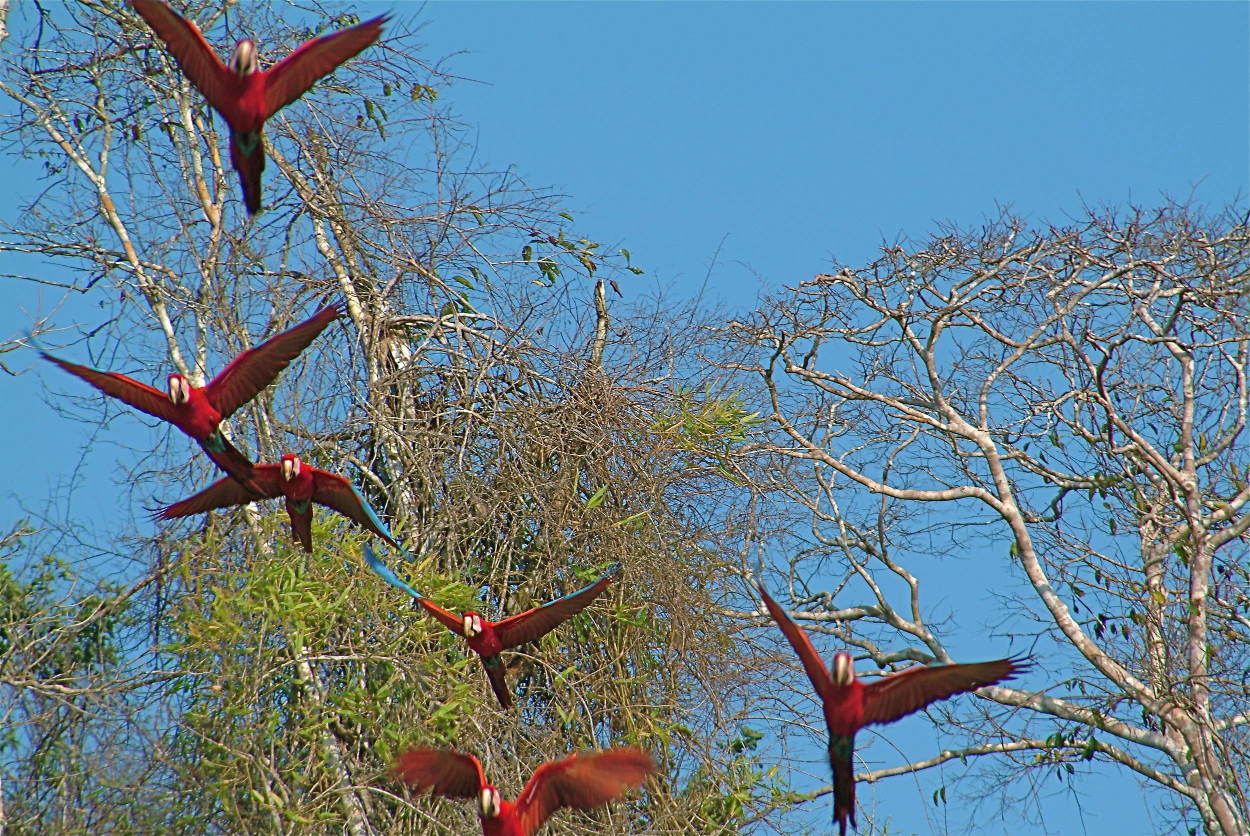 Beautiful in flight but NOISY!