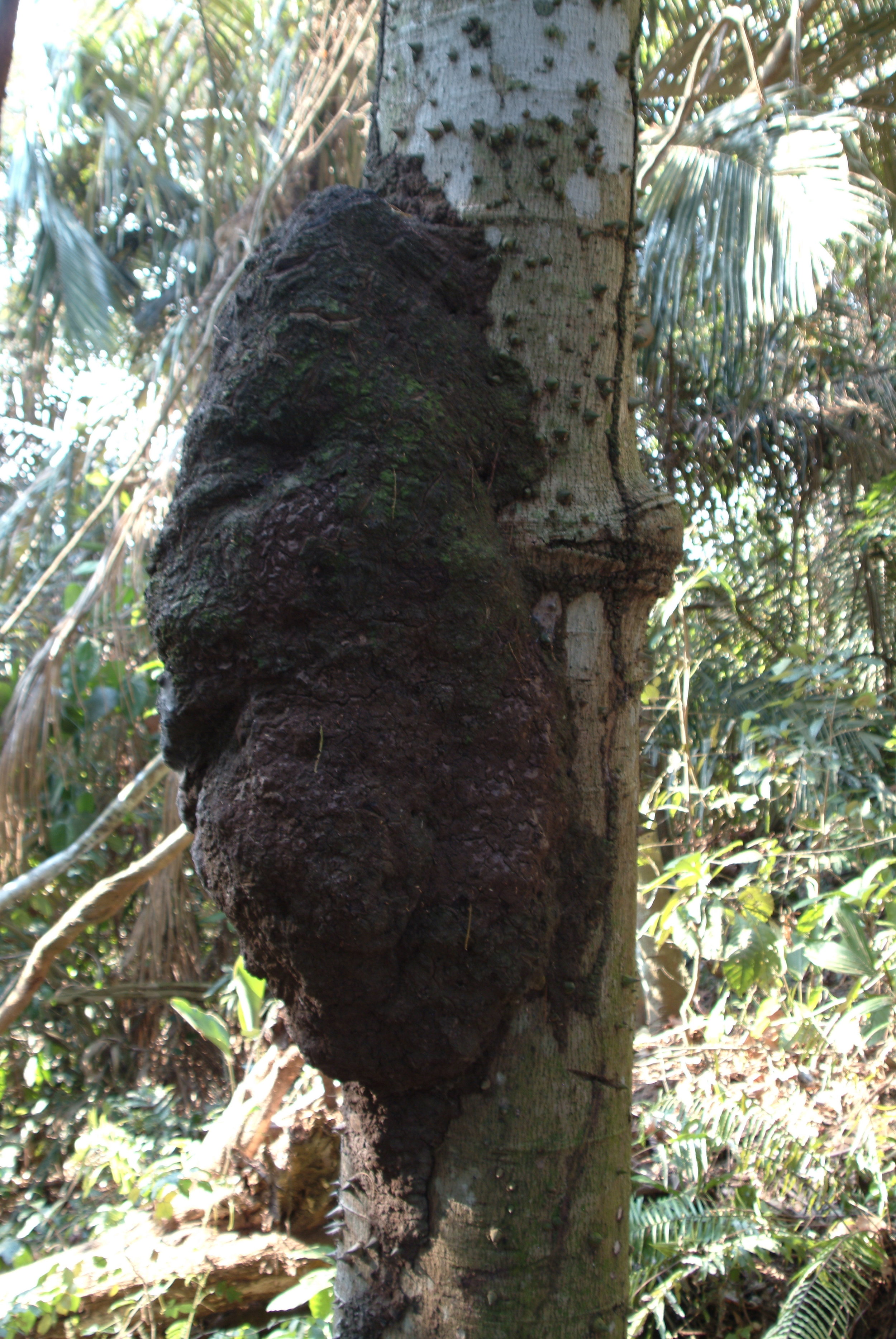 Ant or Termite nest Amazon