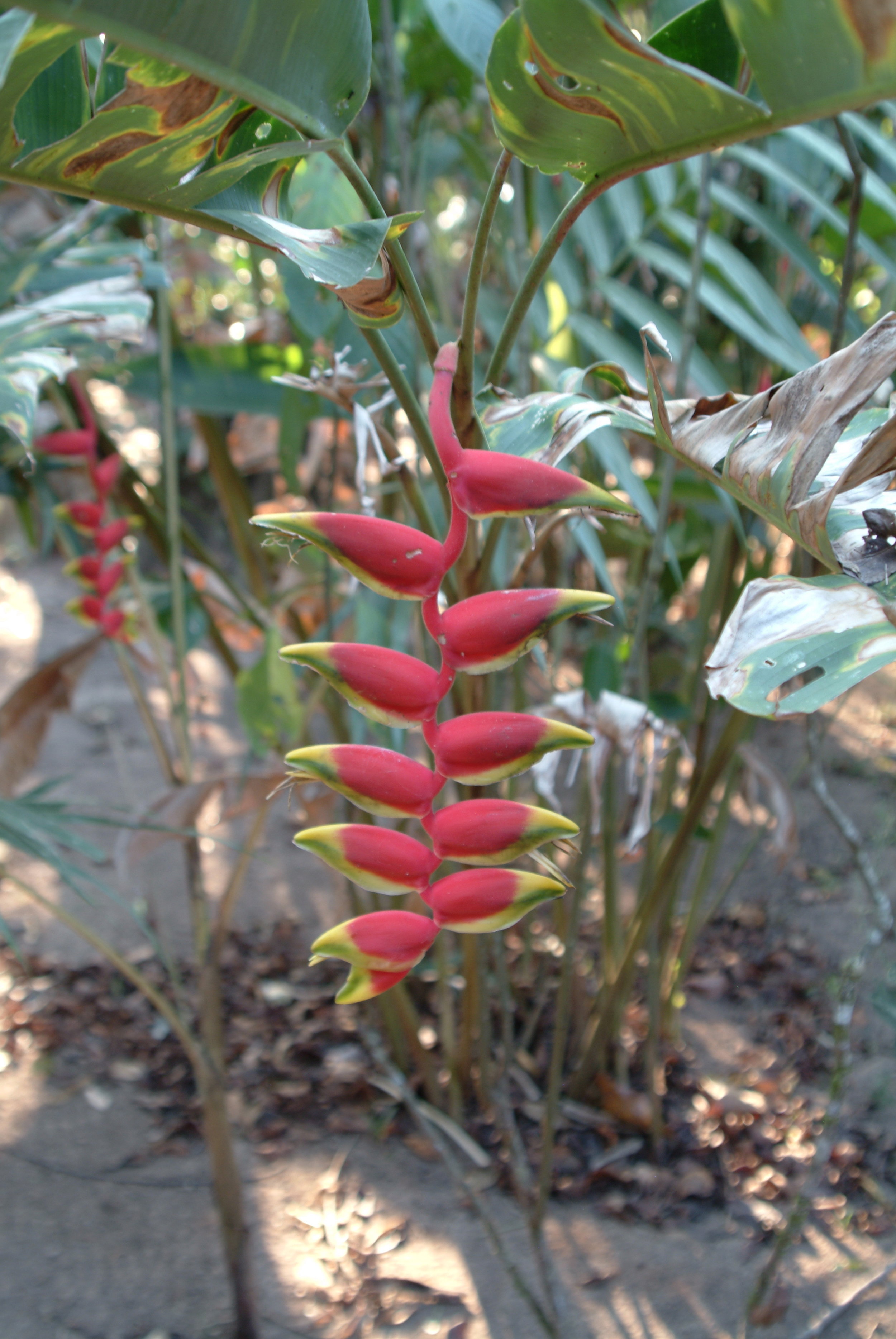 Amazon Bird of Paradise