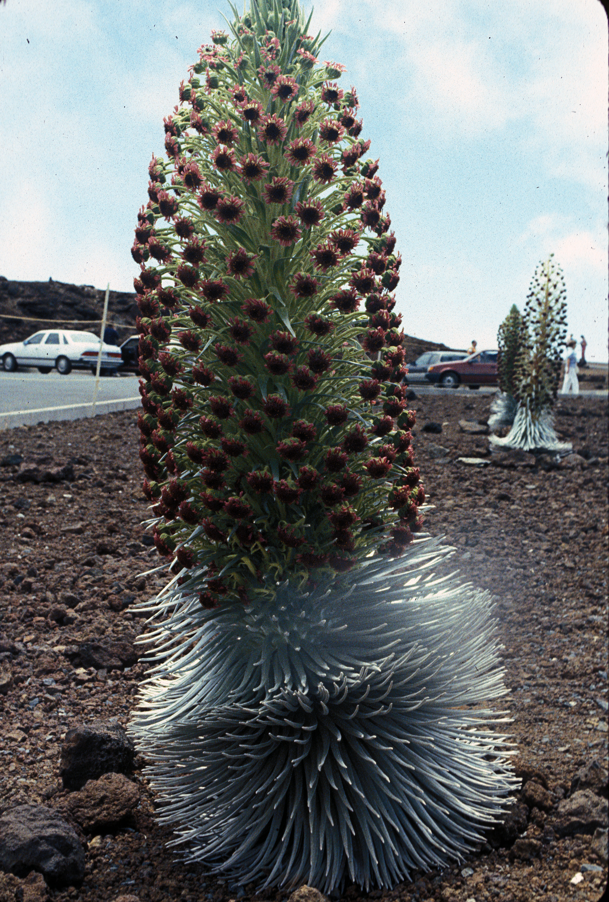  Silver Sword Plant-apparently rare now .