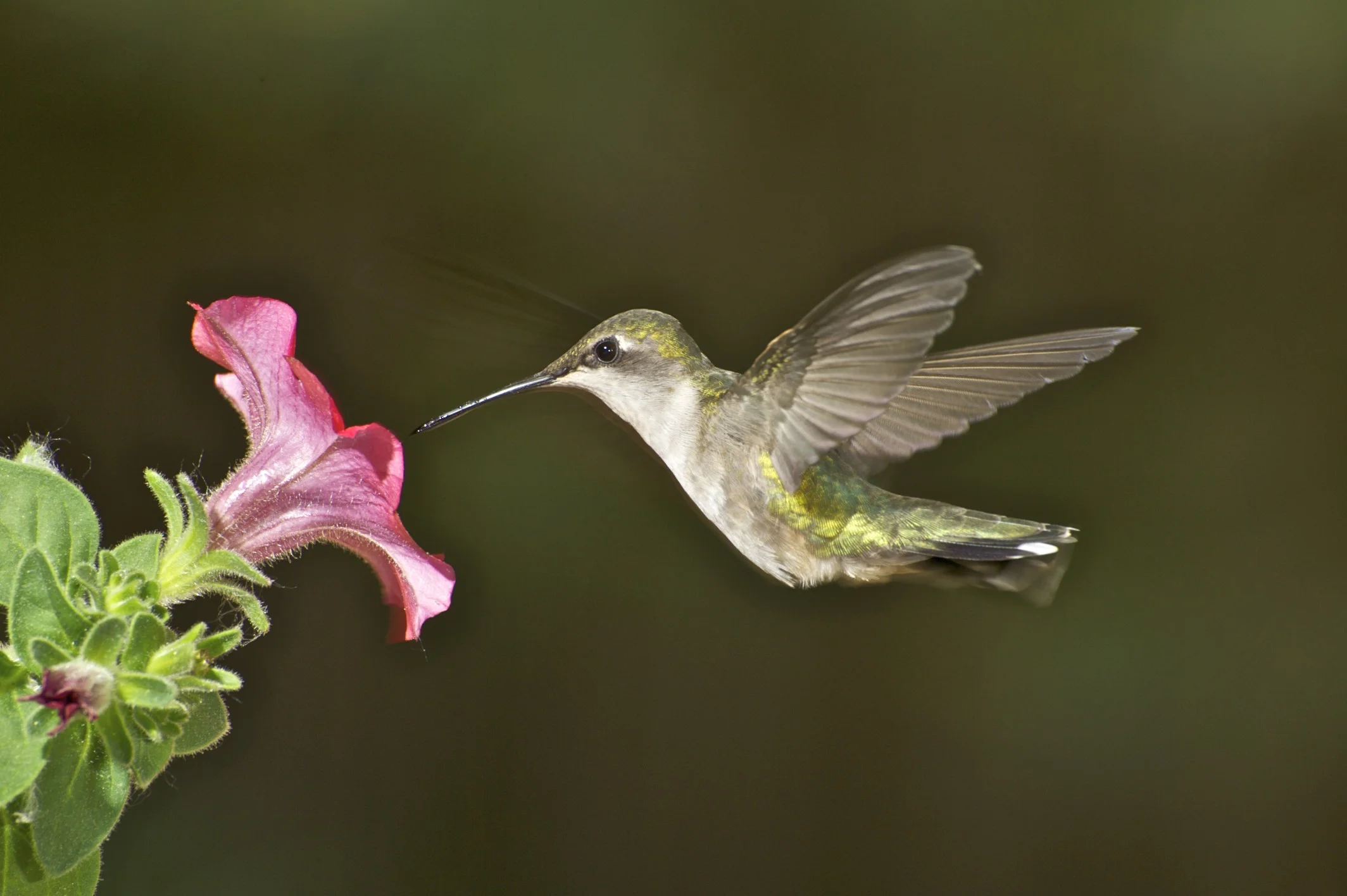 Humming Bird. If you put a flower in a cup and sit it outside, then put some sugar water inside the flower, you are sure to get these guys visiting. A solid tripod and a good camera, (in my case a Nikon D700 with 300mm f2.8 lens}, a whole circle of flash units,- the flash units are necessary to freeze the wing movement- I think I used about 4 for this shot-- and just wait. Took me 2 days of patience to get this. It was in my backyard in Massachusetts.