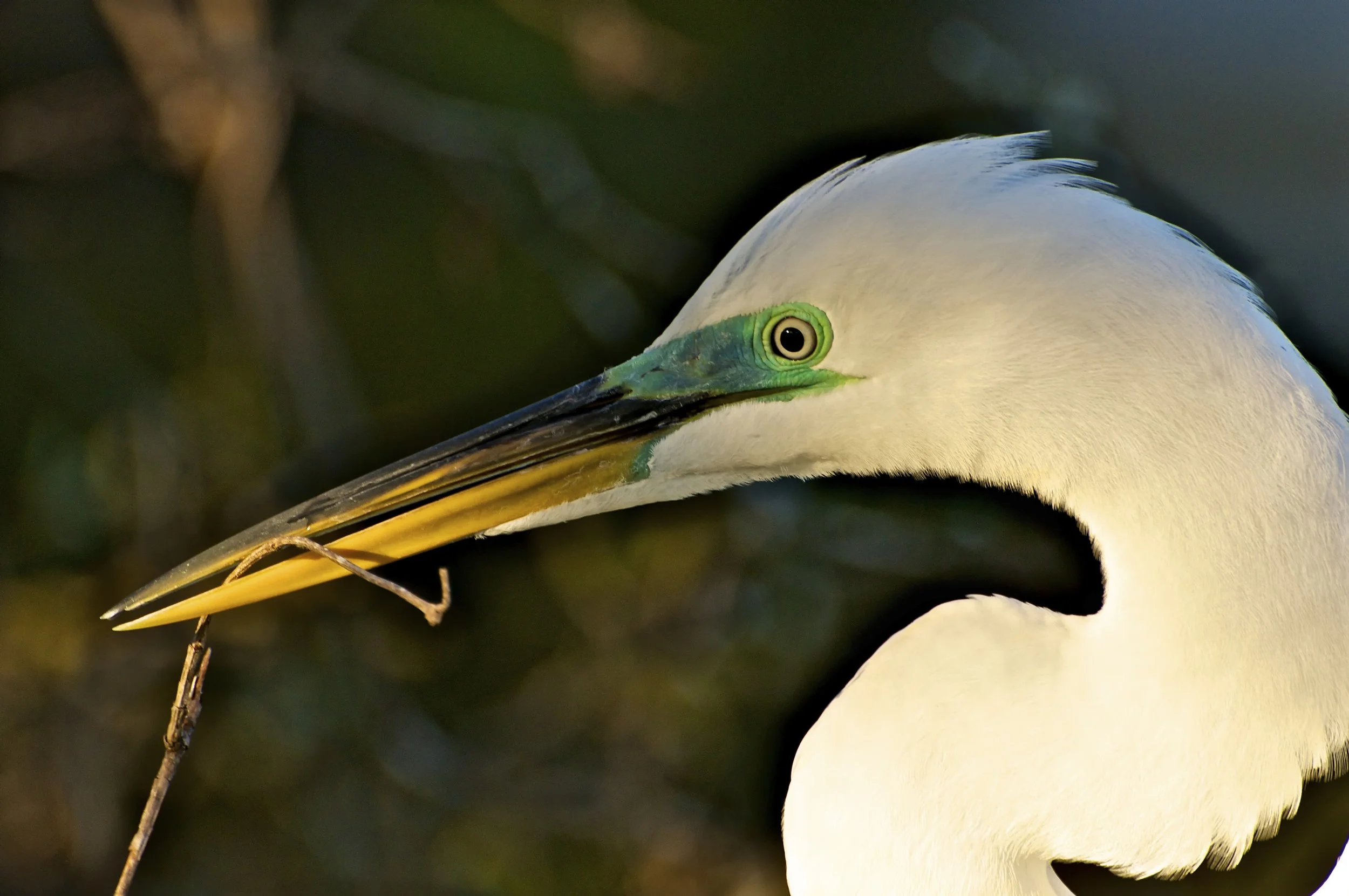 Nest Material