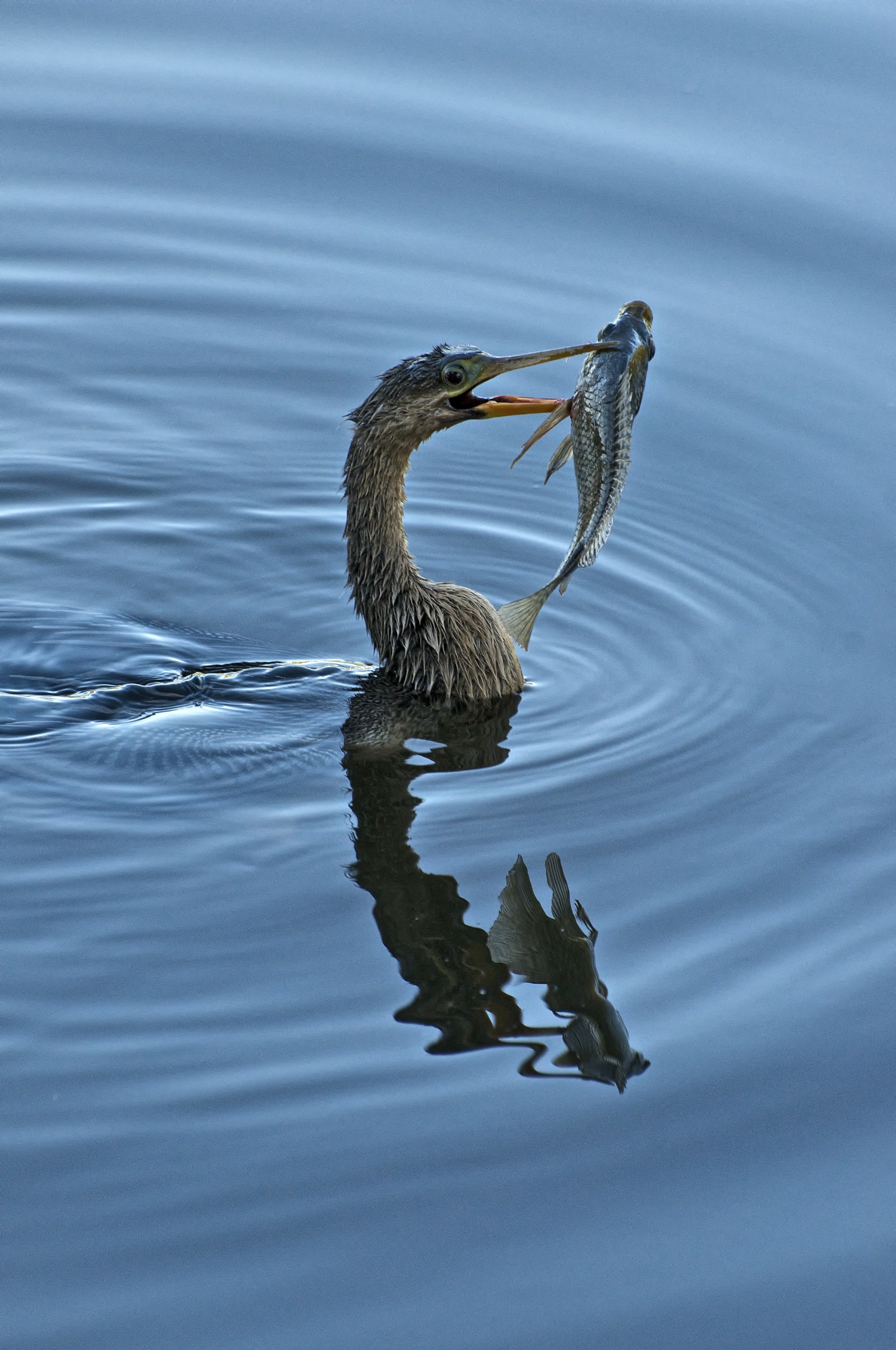 This Anhinga has tonights dinner sorted.