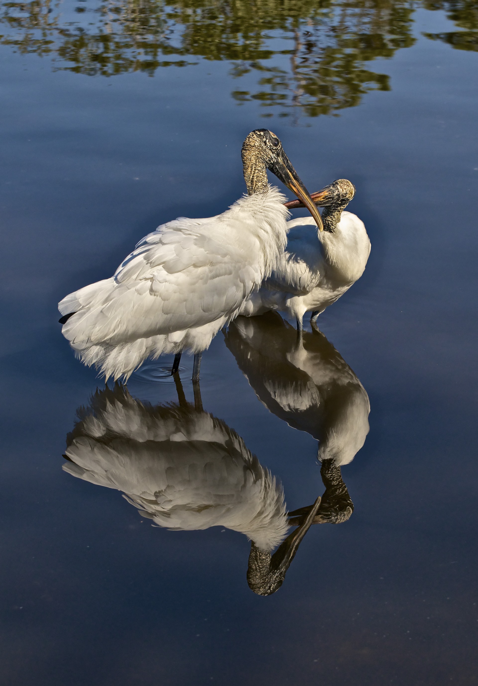 Storks