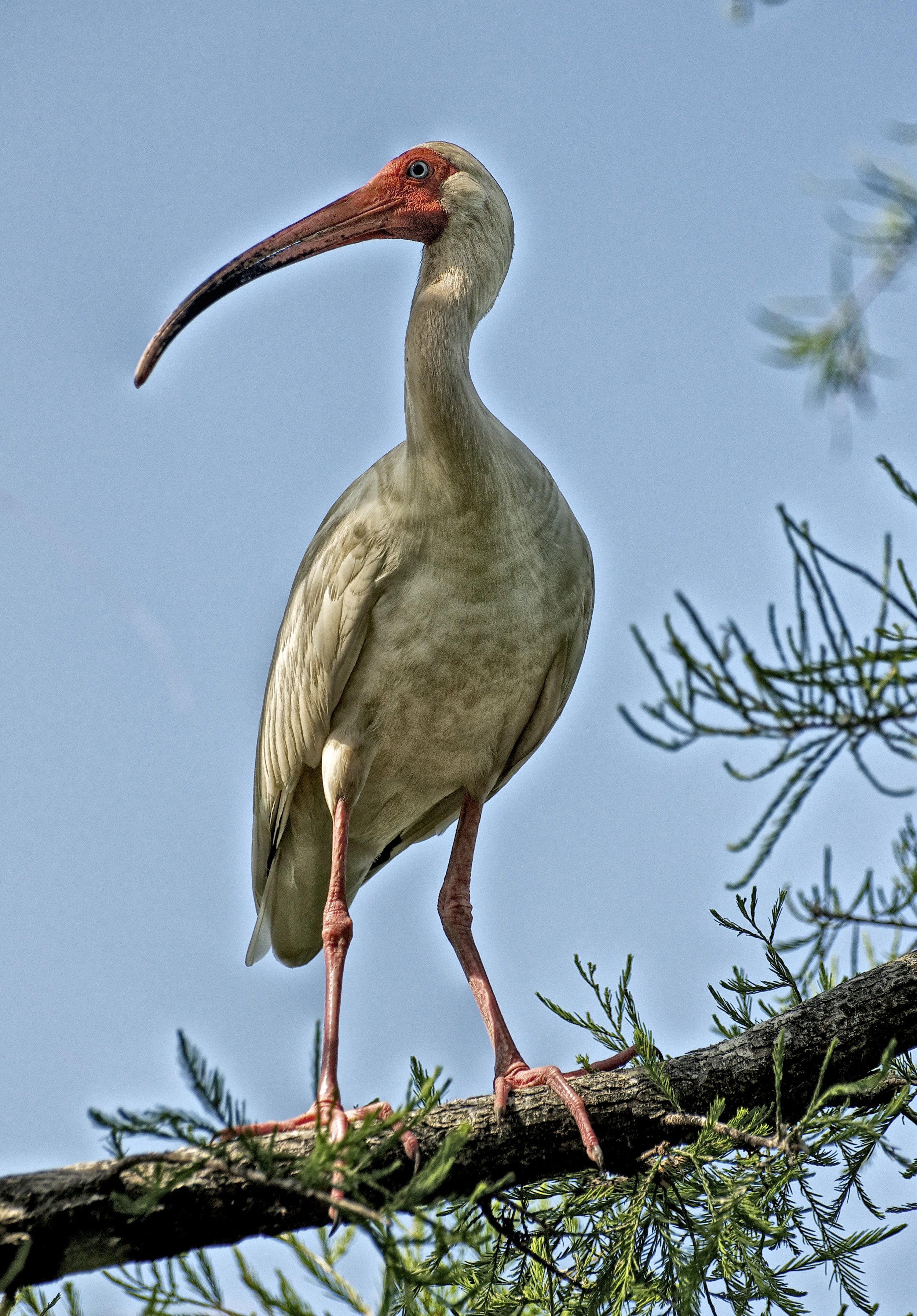 Ibis