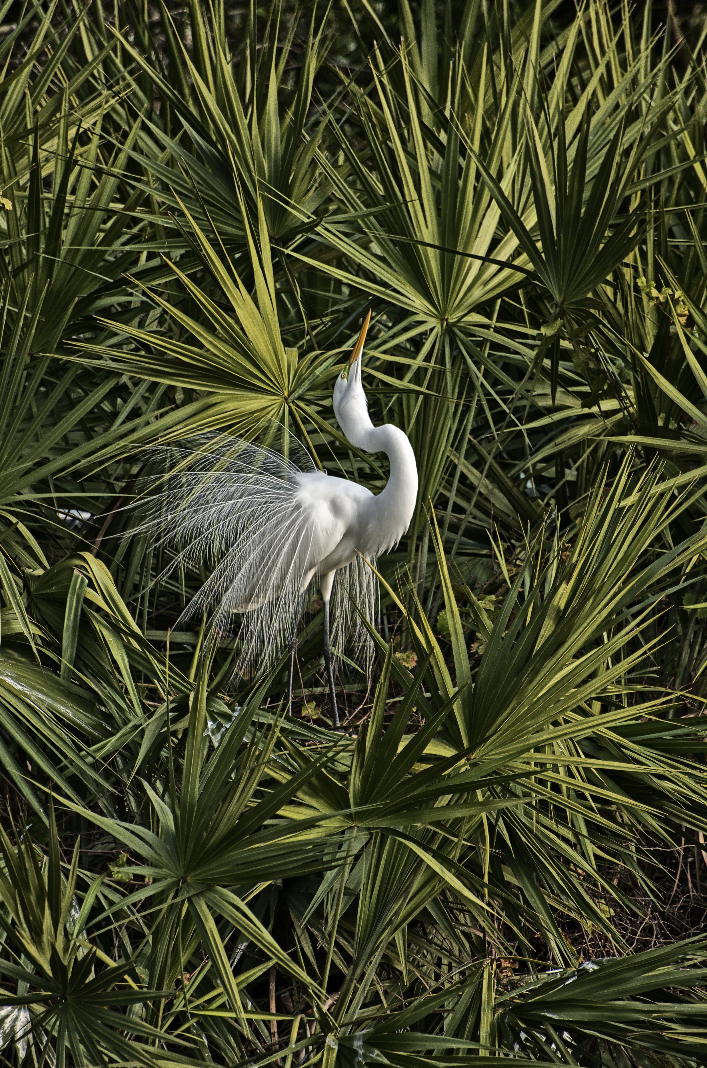 Egret Splendour