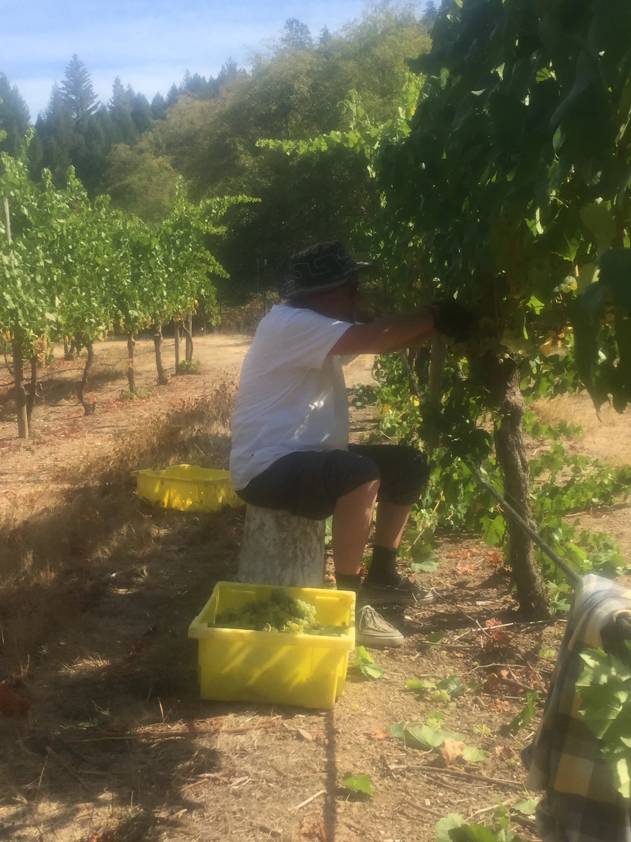 Picking grapes early October. I had just arrived and everyone was out picking grapes.