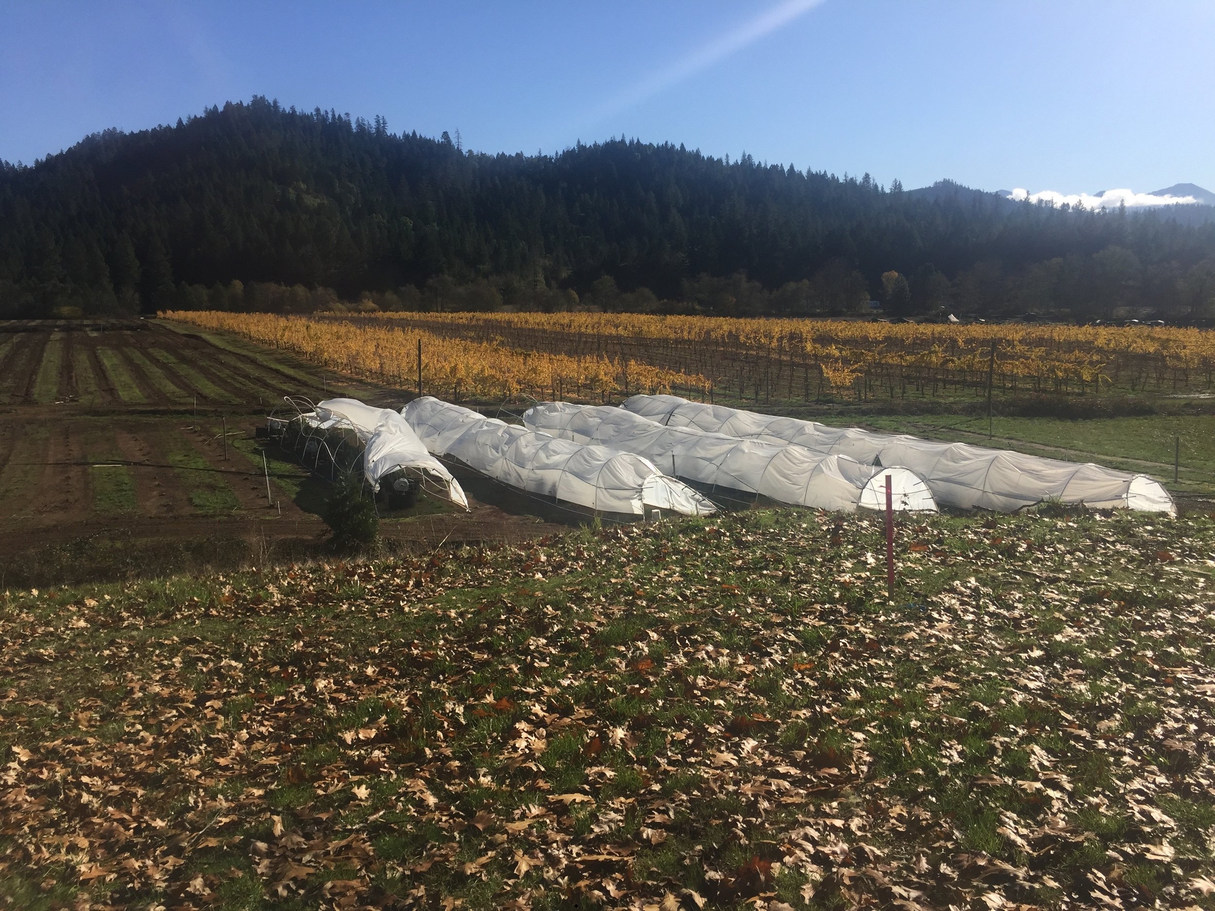 Using 1" PVC piping they made loops and covered them with plastic sheeting to form greenhouses. Pretty smart.