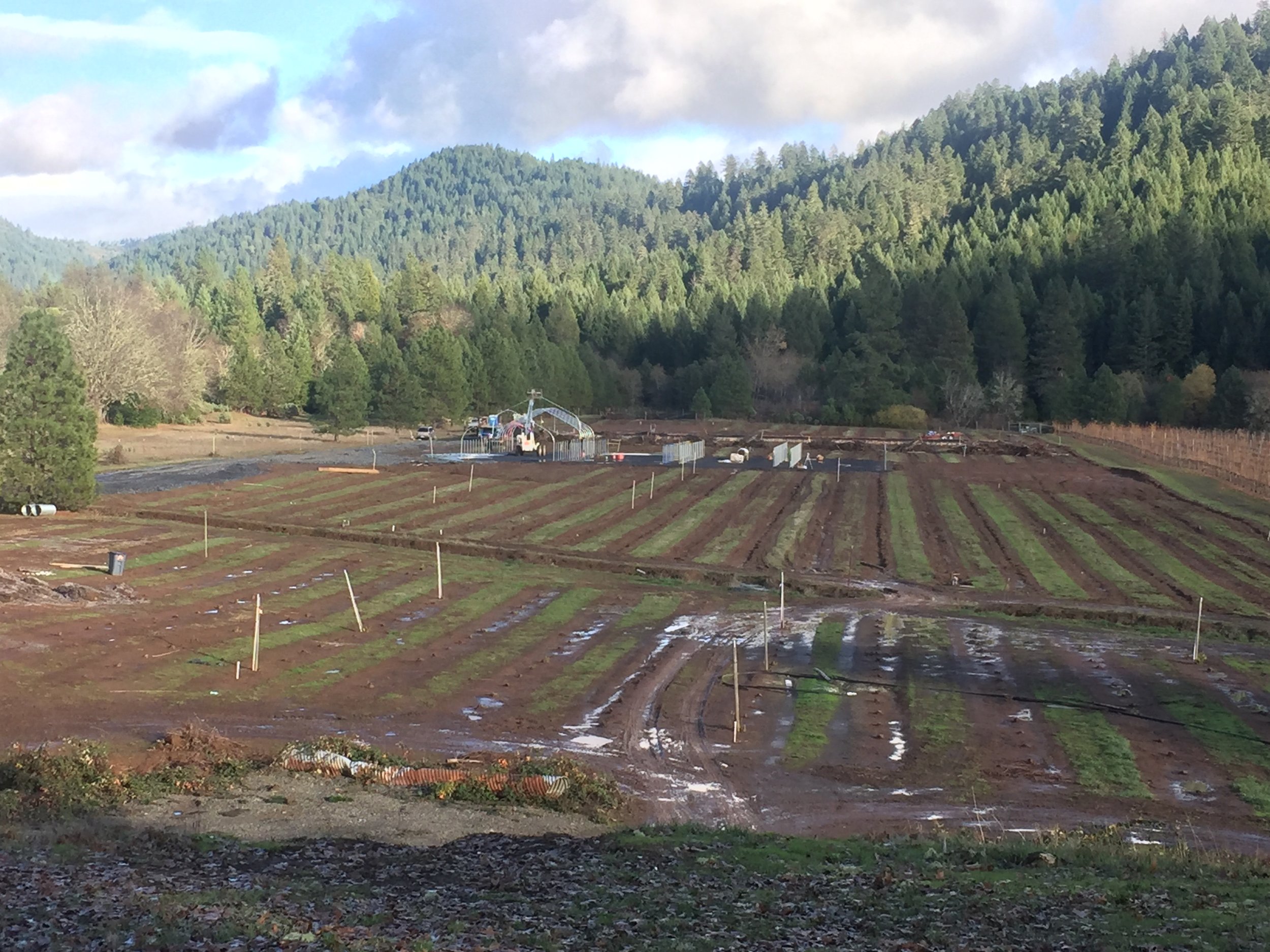 Photograph showing the old vines trellises on the far right and the new construction on the center rear. You can see where all the rows of grapevines were.