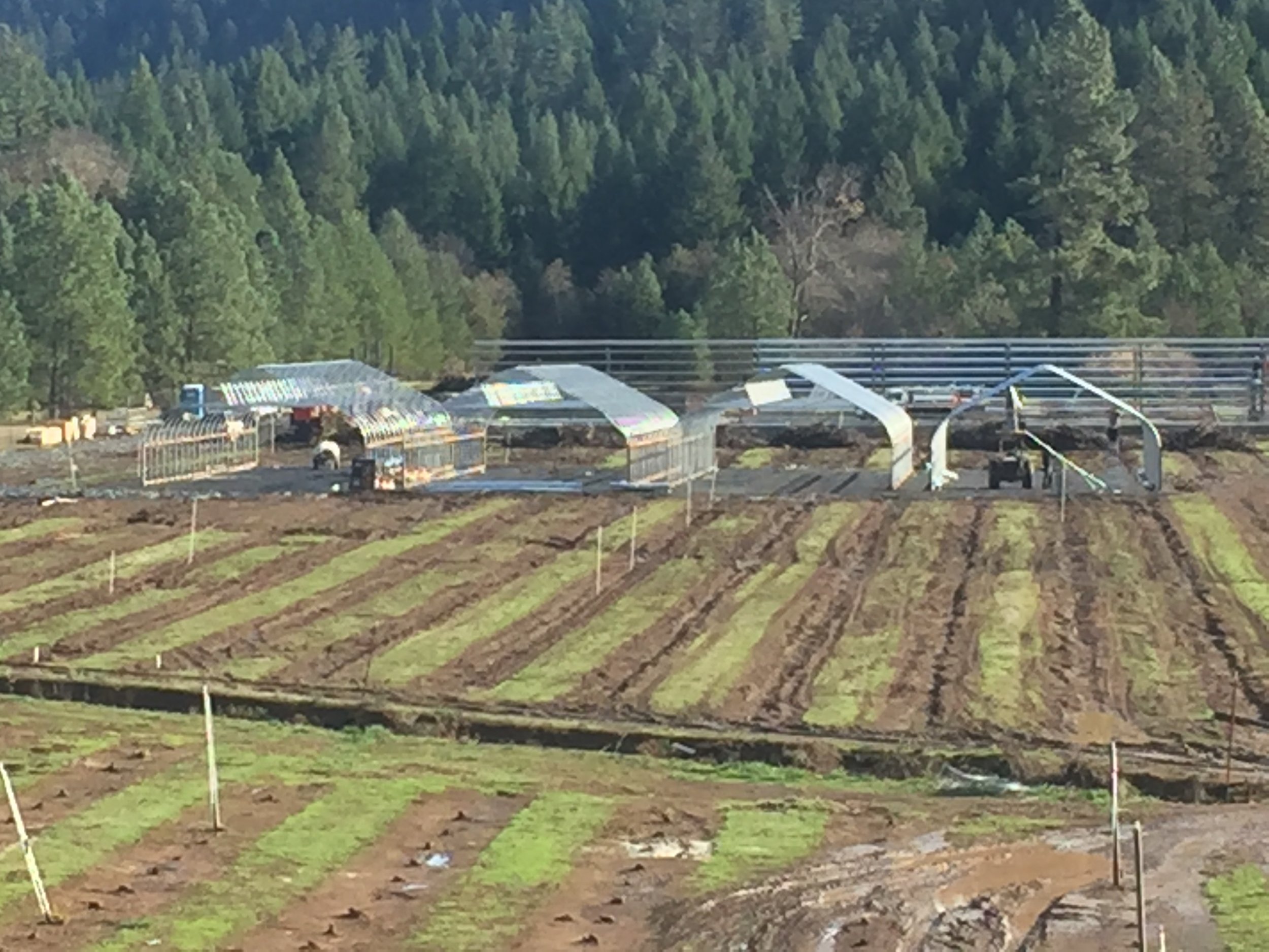 Here you can see Matt's building (12,000 ft sq) at the rear- the nearside wall structure going up and Jerrod and Kent's greenhouses in front.