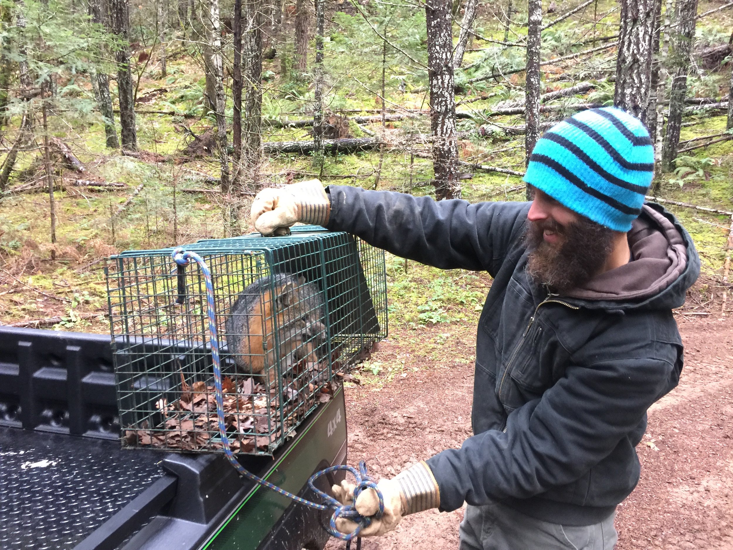 Ryan comes in one day and he brings a fox he caught. He had a big beard in those days. Ryan that is, not the fox. Foxes always have beards.