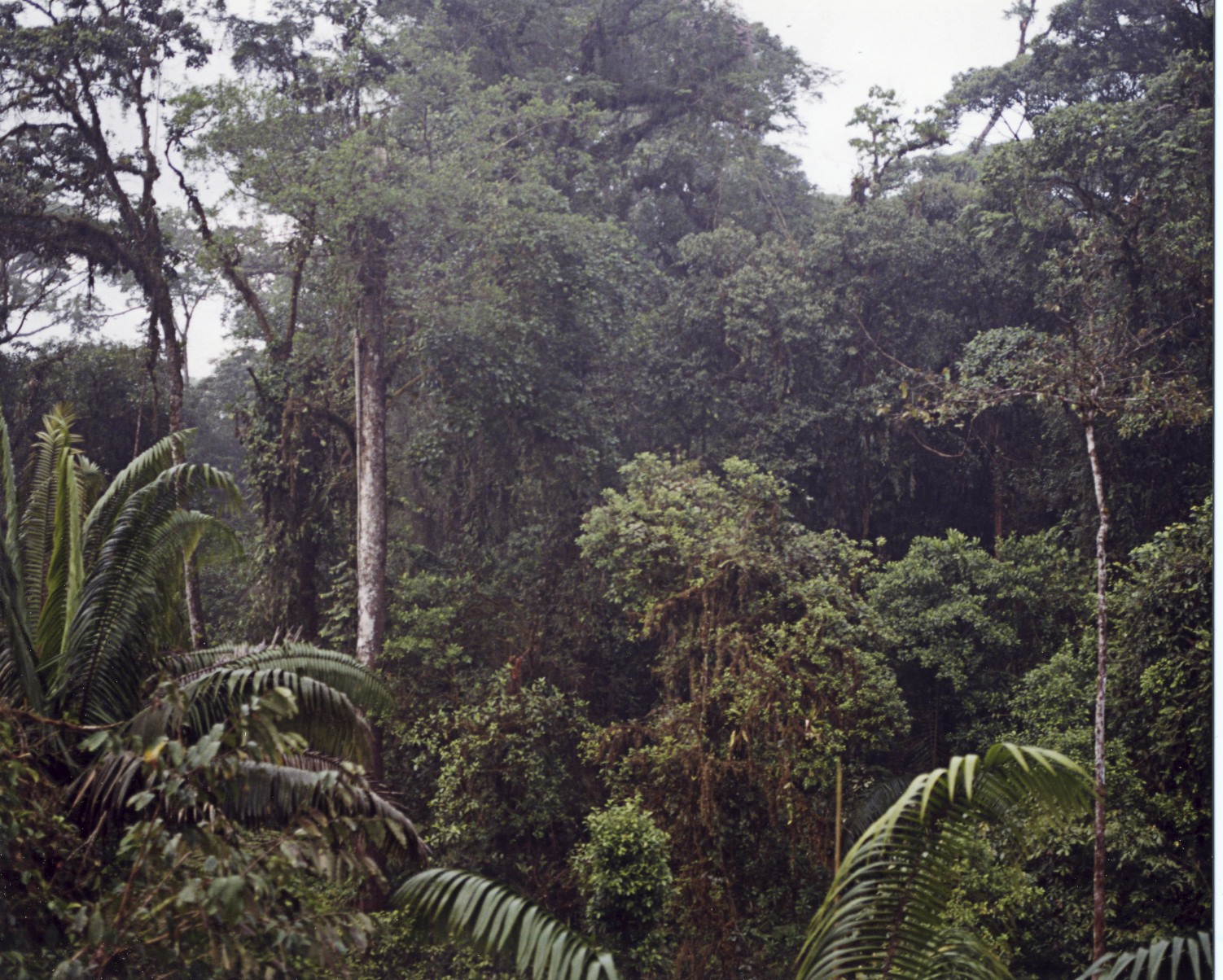 Lush Jungles