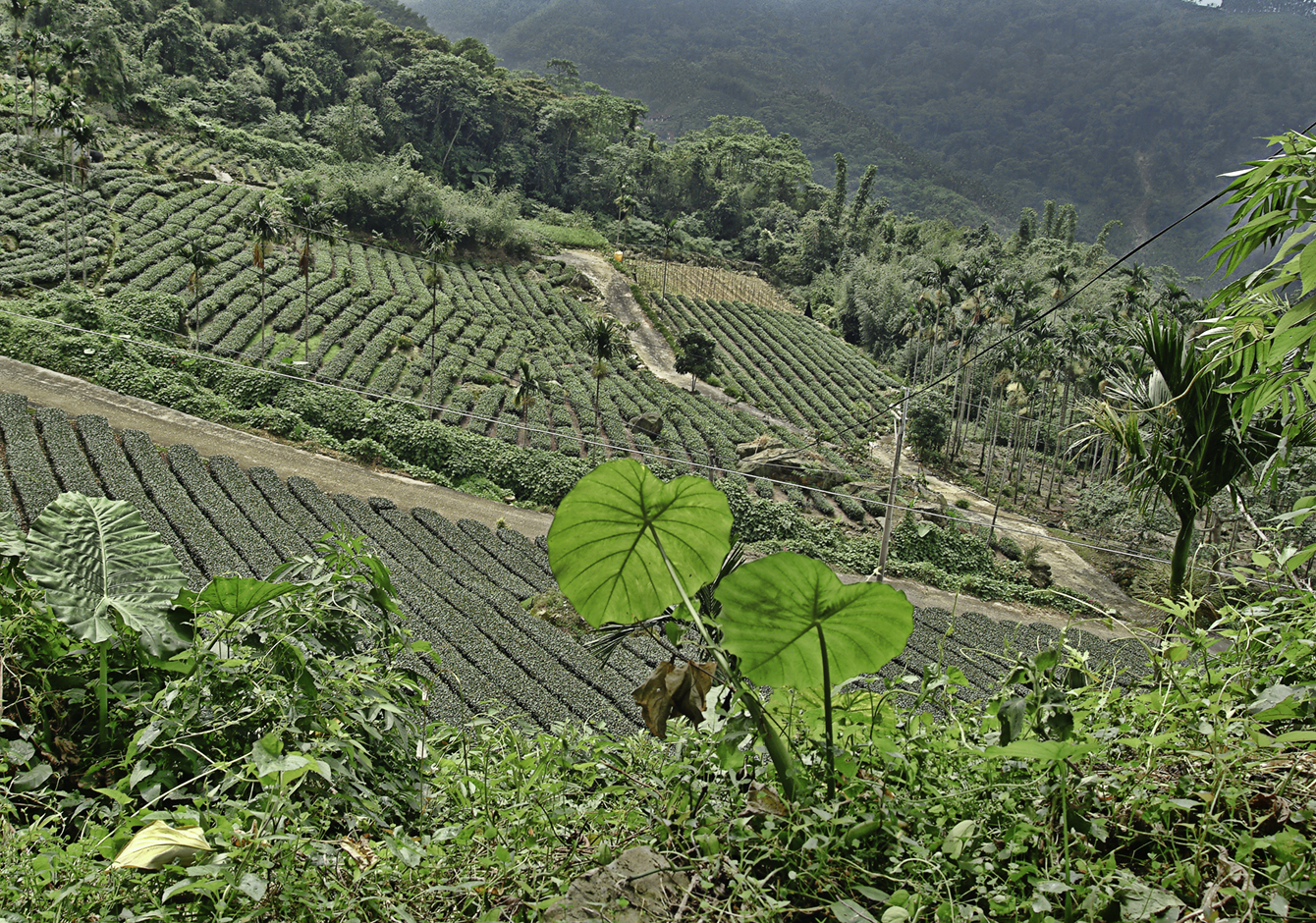 Tea Plantation
