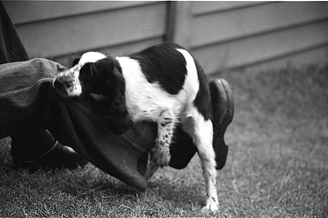 Frank's dog Shag leg
