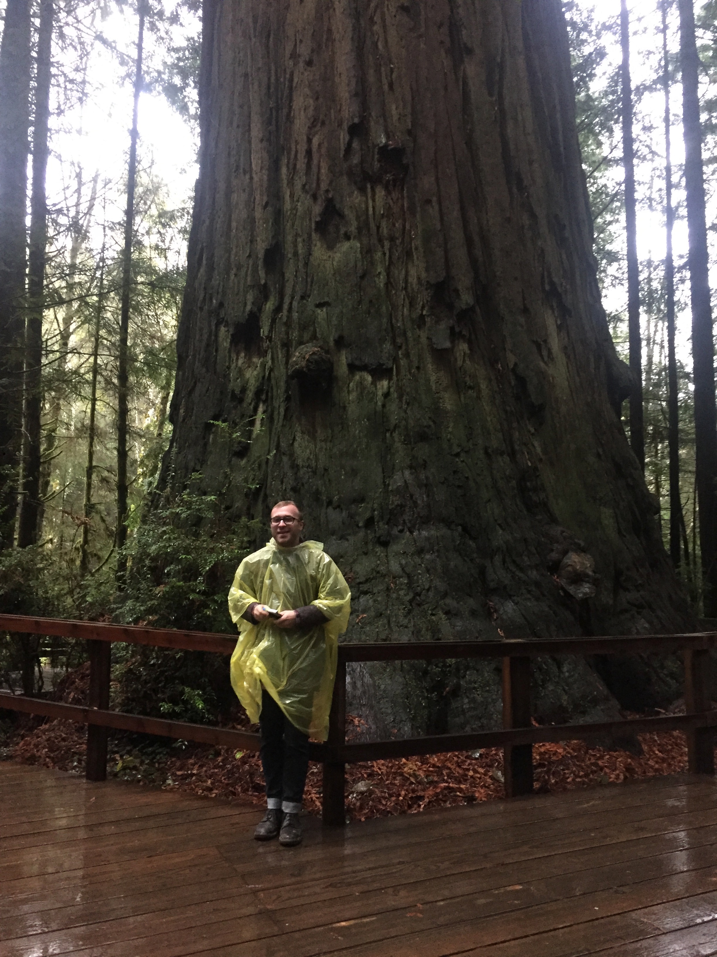 This place is called Trees of Mystery. Giant Redwoods galore.