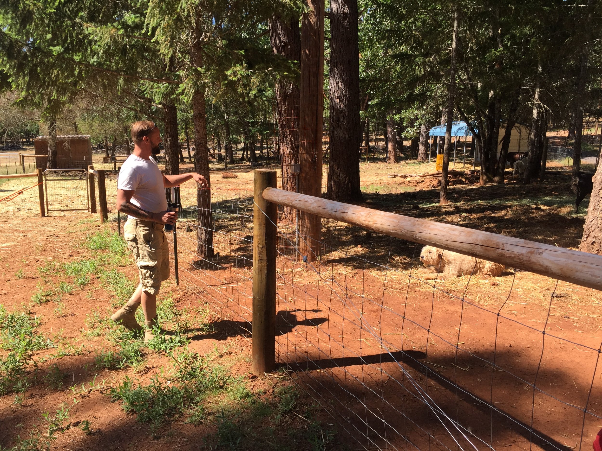 Cross at the fence. The animals ran cuz they don't trust him. He loves steaks.