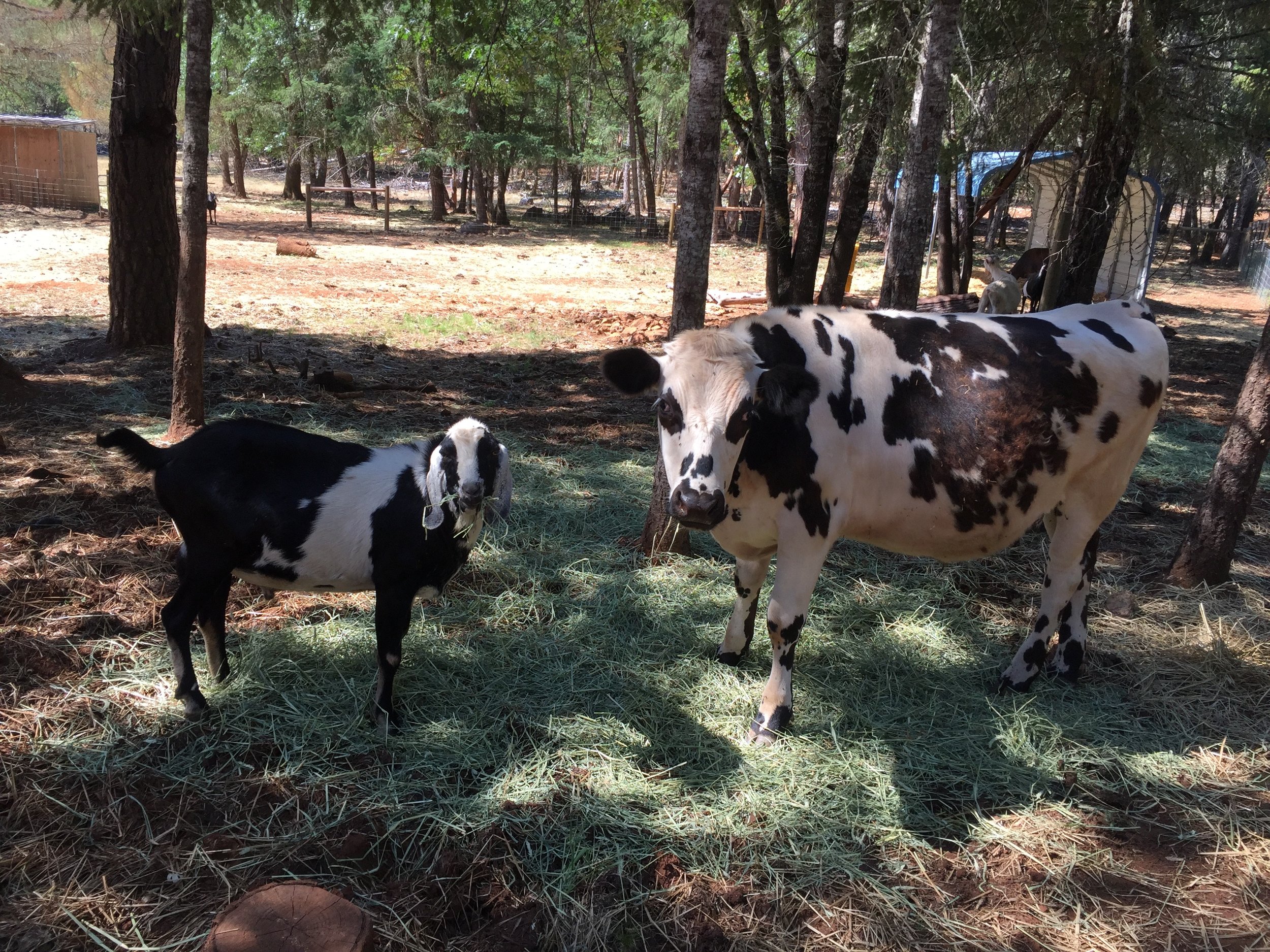 Steak jokes aside Cross has some serious animals to feed.