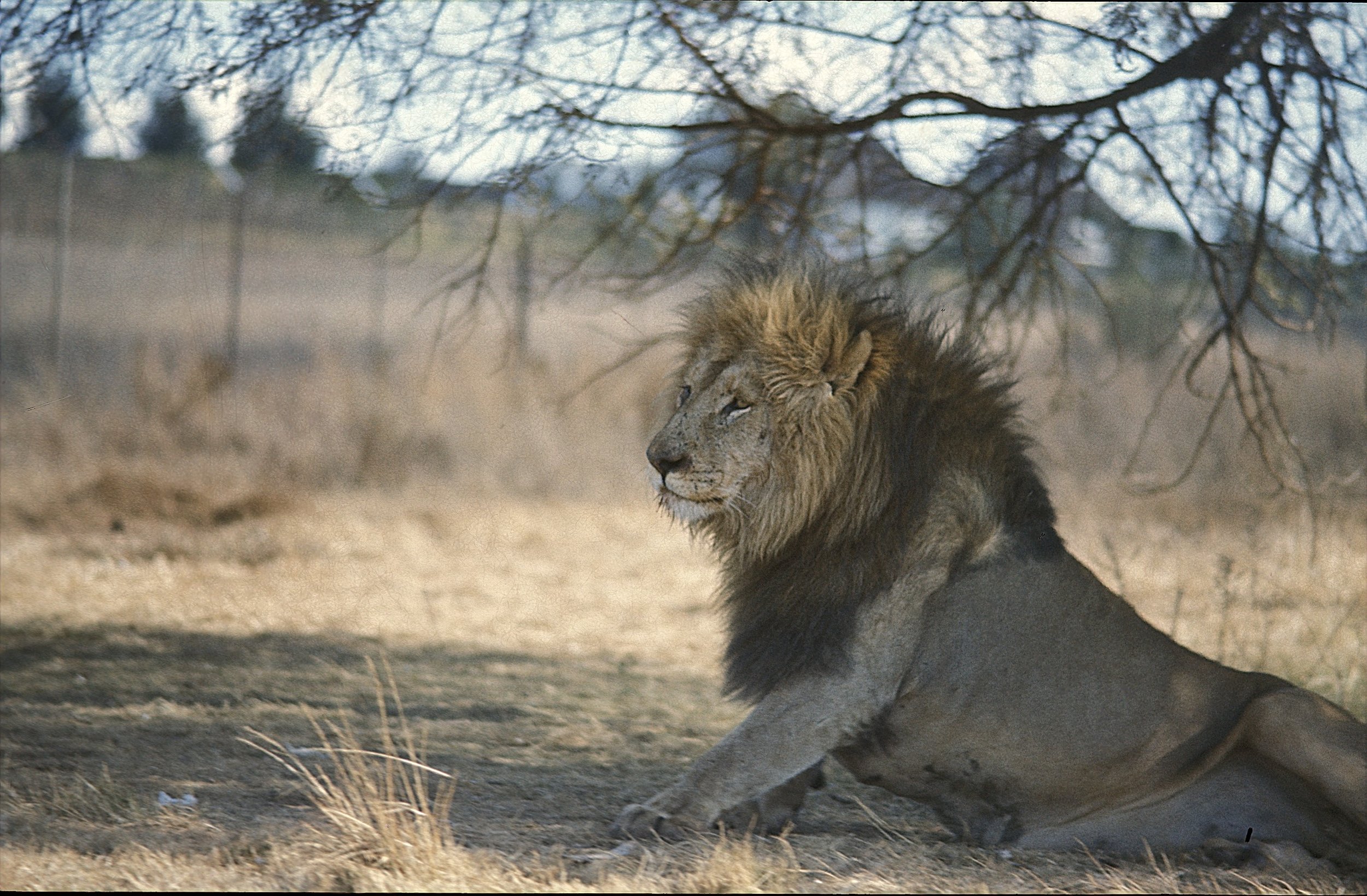 In Krugersdorp Game Reserve