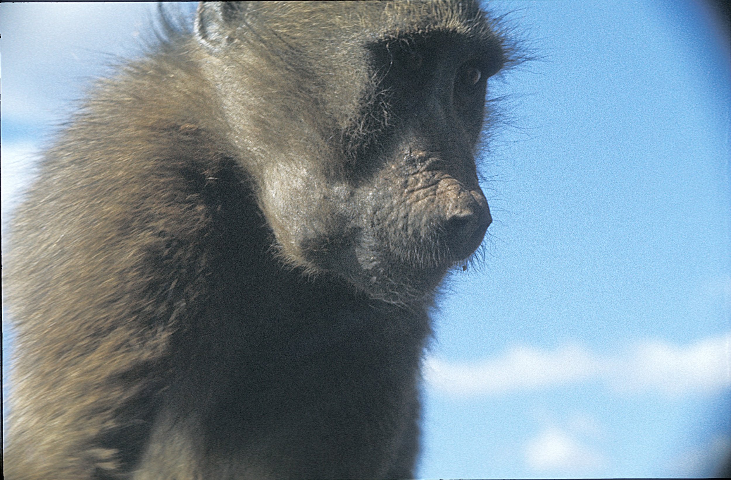 The baboons will sit on your car hood and if you spray the windshield water they drink it. Keep in mind the winters are warm here so it is straight water from the tap.