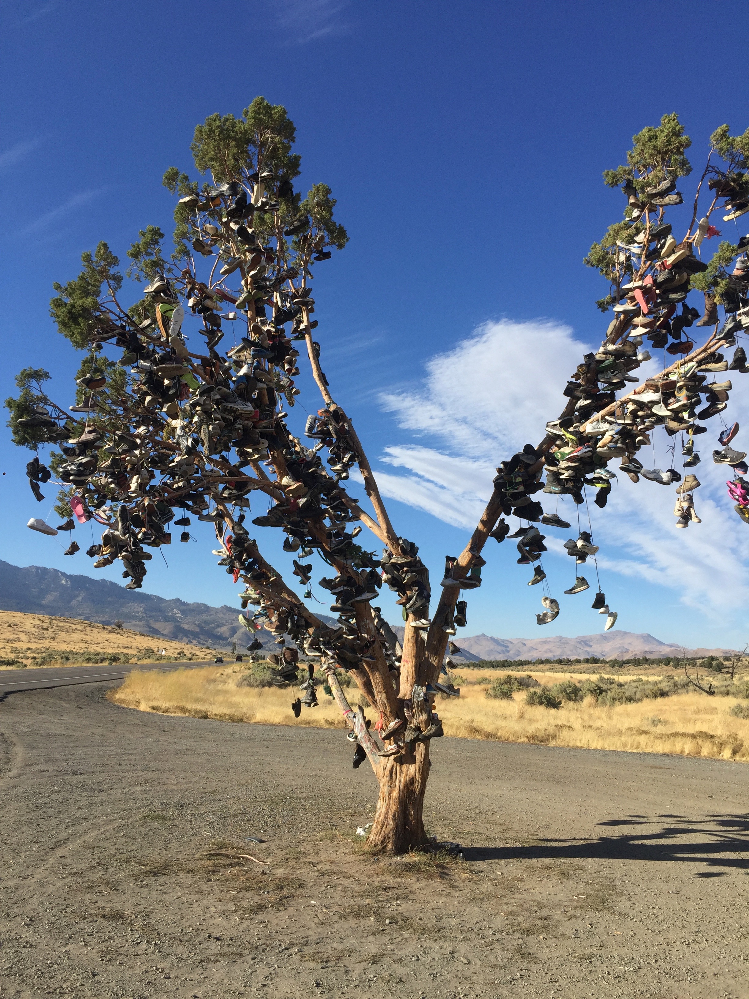 I had no idea this was a Sneaker Tree until I pulled over to park and take a quick nap. I was gobsmacked never knew such a thing existed. This is in Doyle California. One of many I'm told.