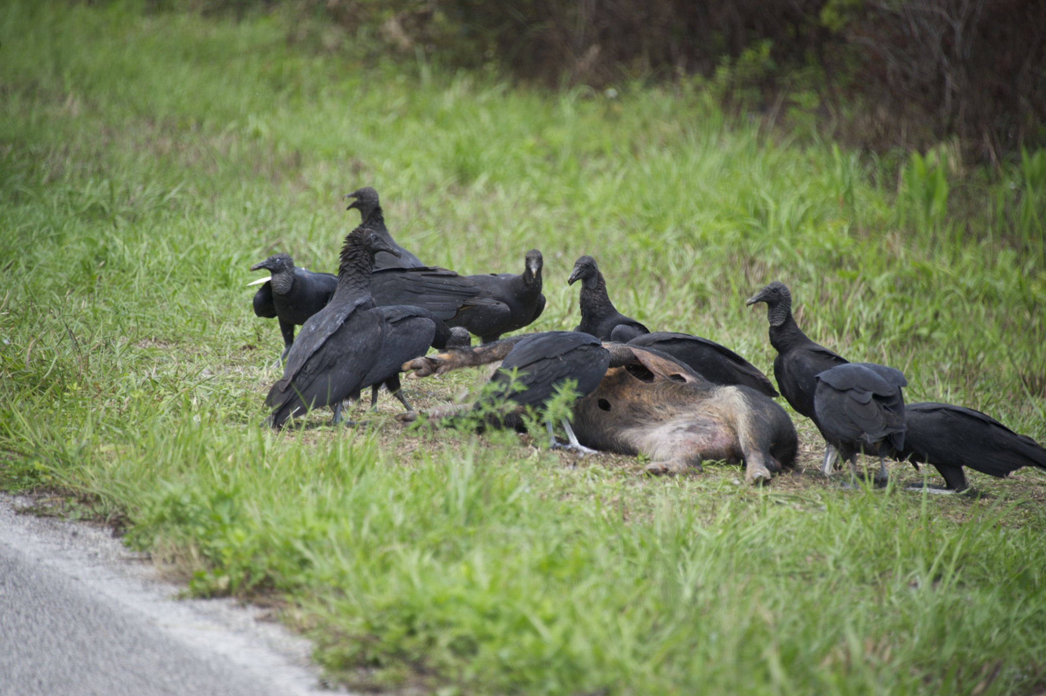 Tristan and I drove by a bunch of vultures one time. We stopped to check out what they had and it was a Ferel Hog. Must have just died as there was no smell and the carcass was almost intact.