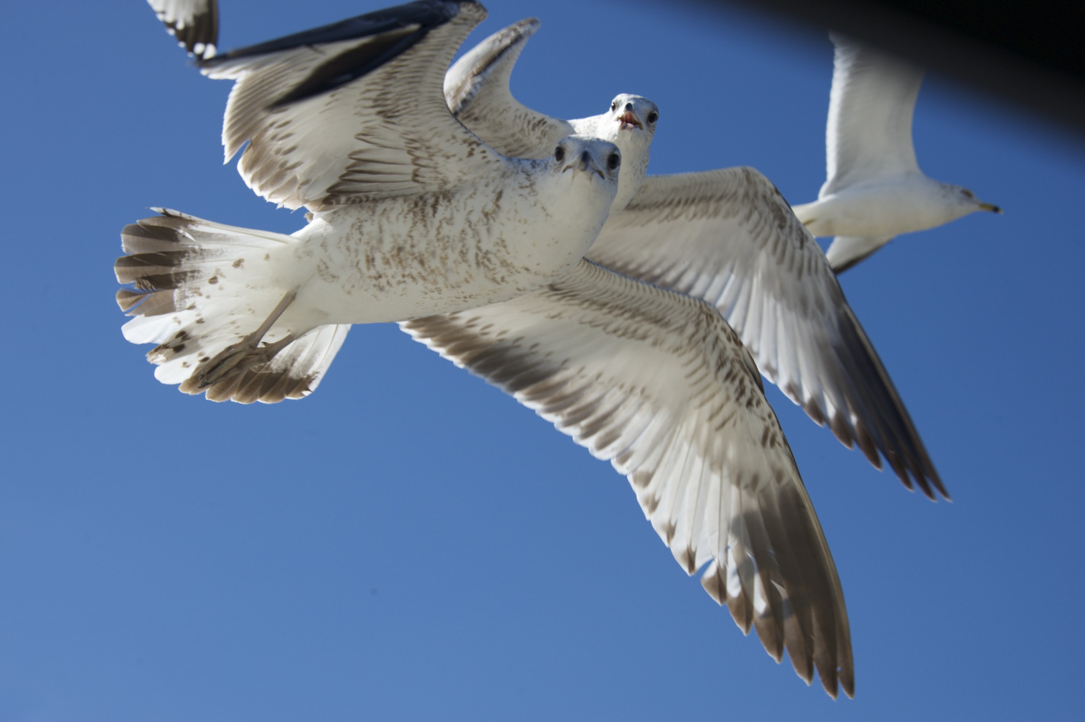 While the seagulls watched!