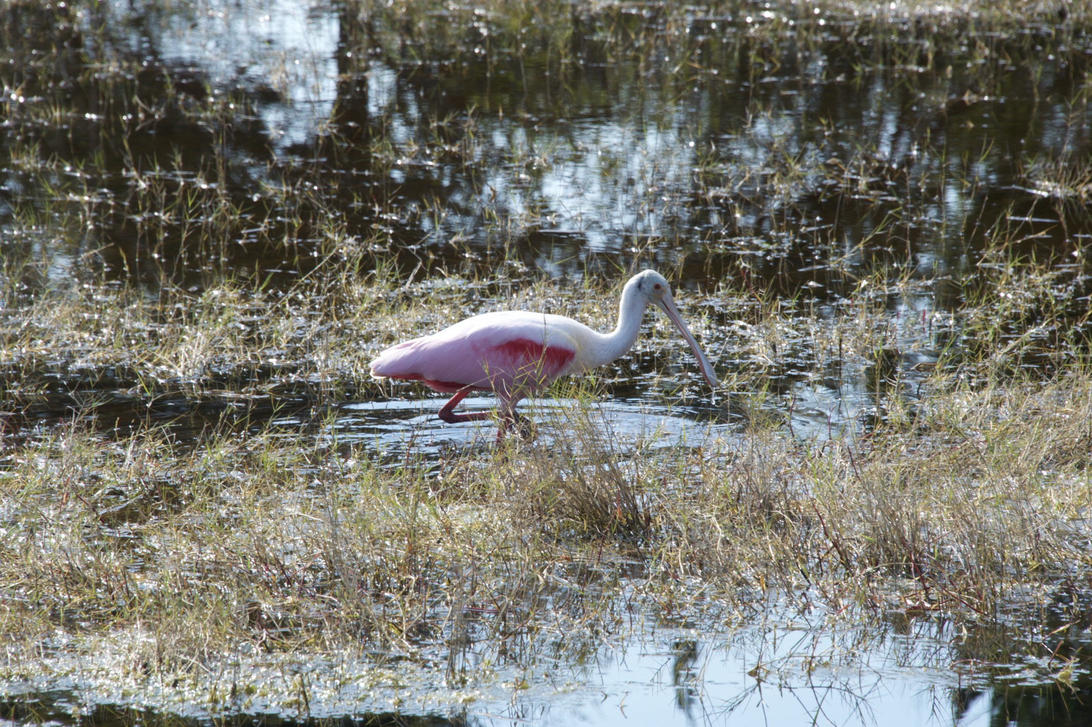 Roseate Spoonbill