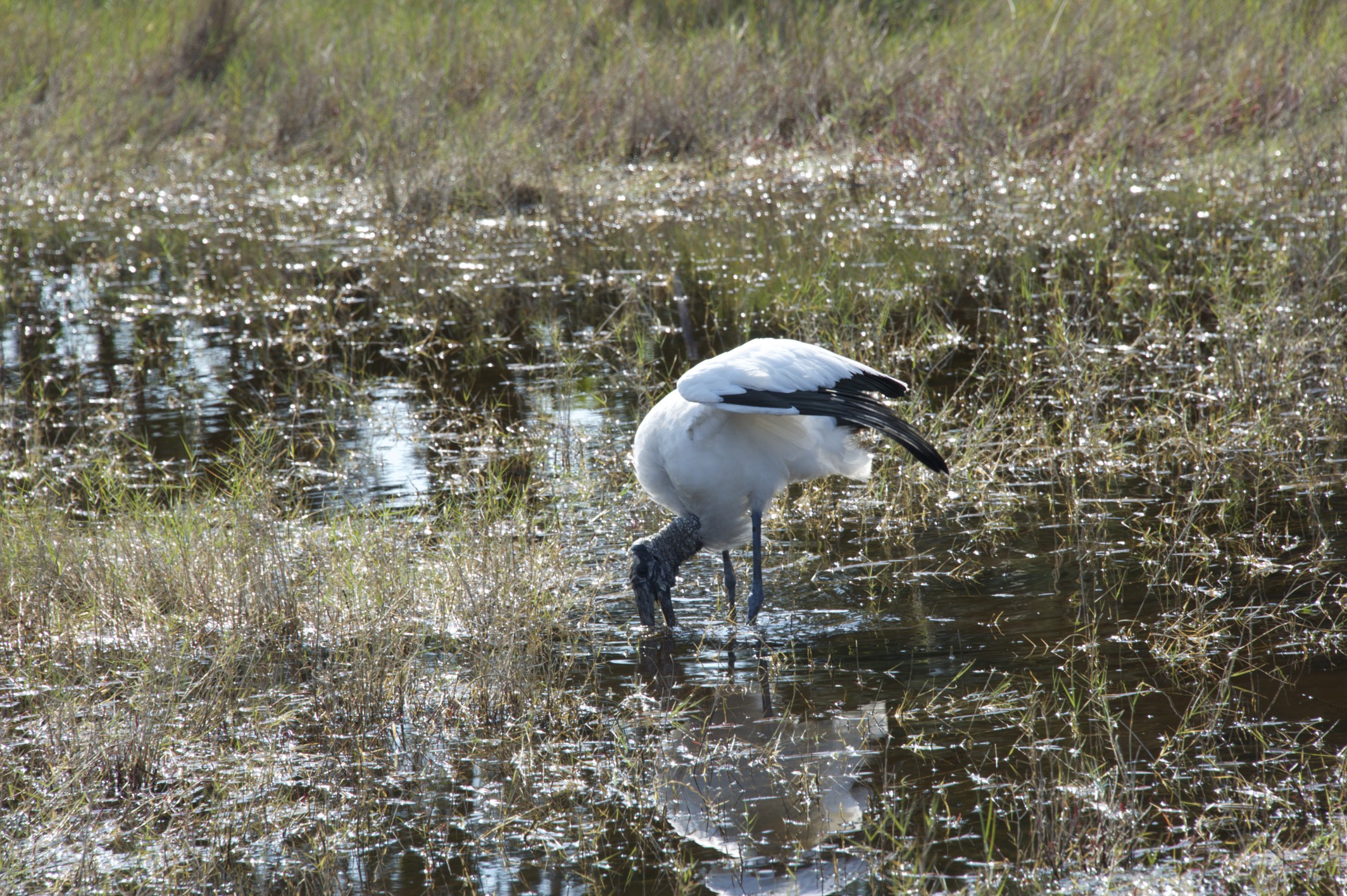 A stork