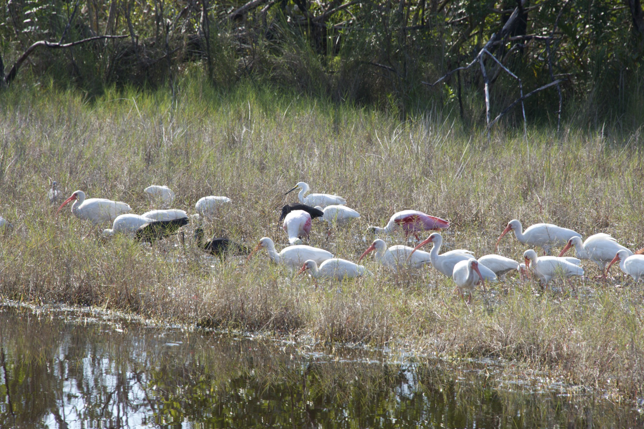 Lots of Ibis