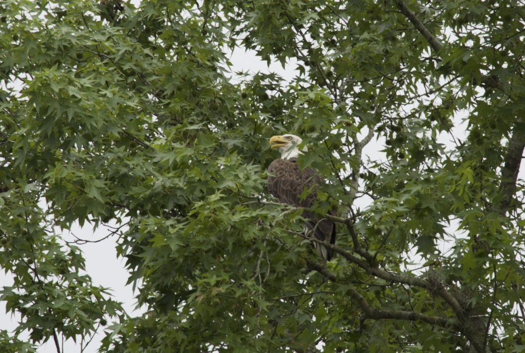 Beautiful Bald Eagle---- my first such close encounter...... very lucky to get this shot!