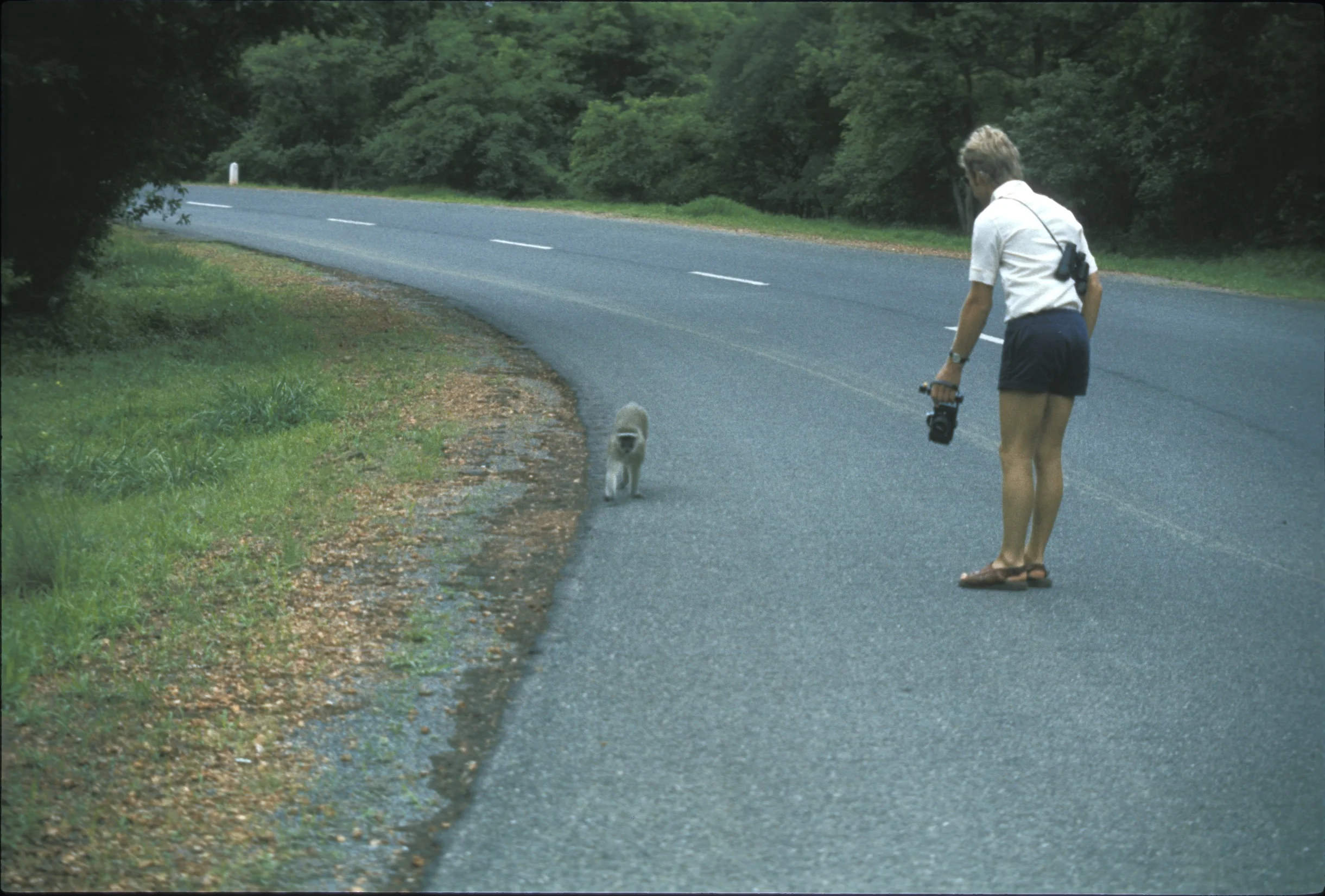 Well he was walking casually down the road! Cheeky monkey!