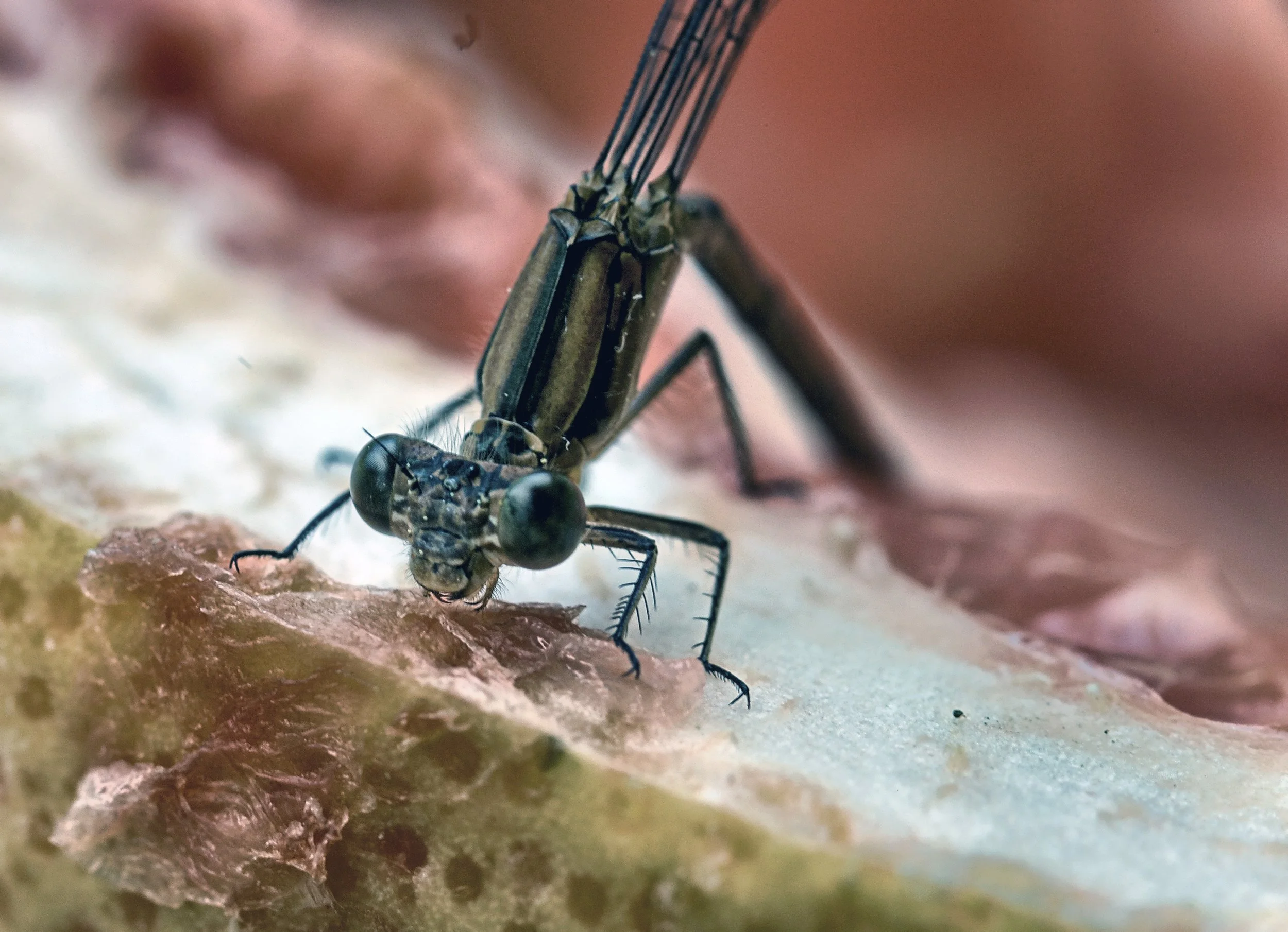 Damsel Fly