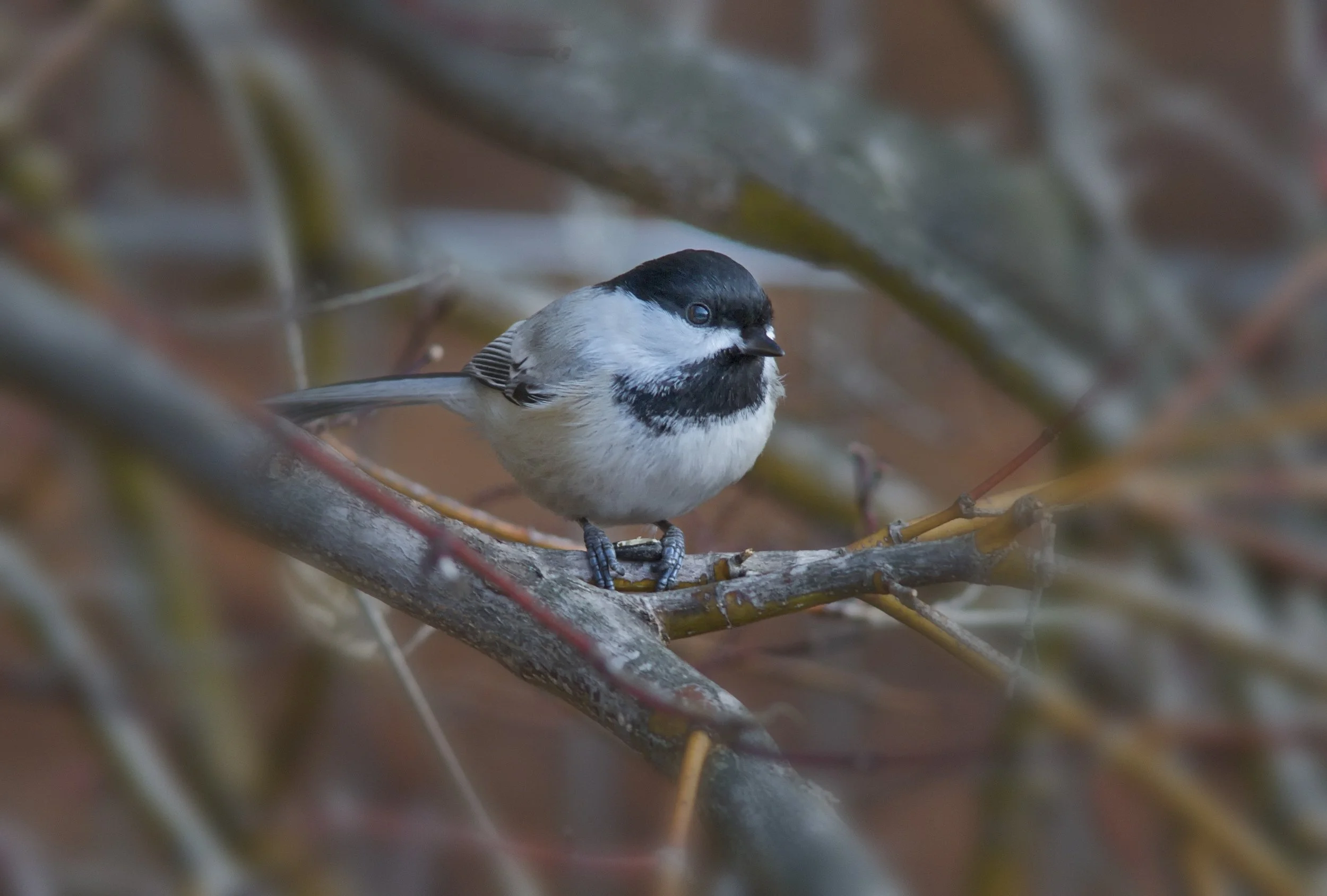 Chicadee