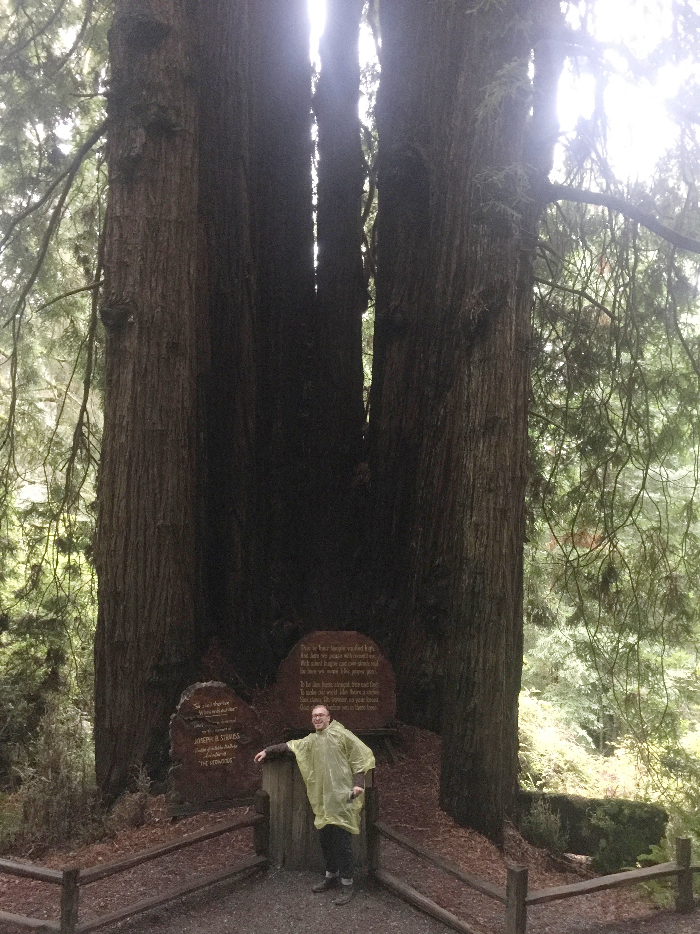 In honor of Joseph B Strauss who was a structural engineer and a poet. He had a passion for the Redwoods and wrote an ode to them.