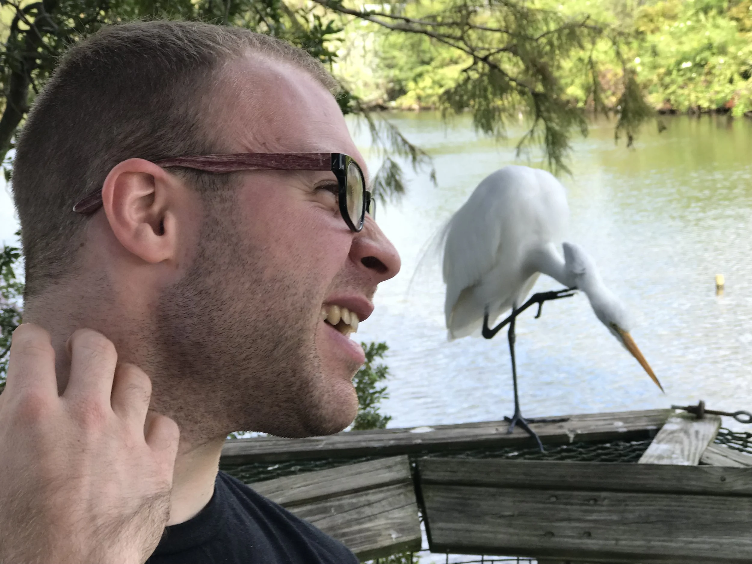 Birds can be smart--- this egret is totally mocking Tristan scratching his neck