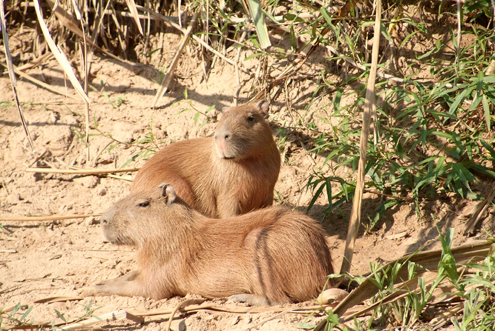 Capybaras and yes they are massive.
