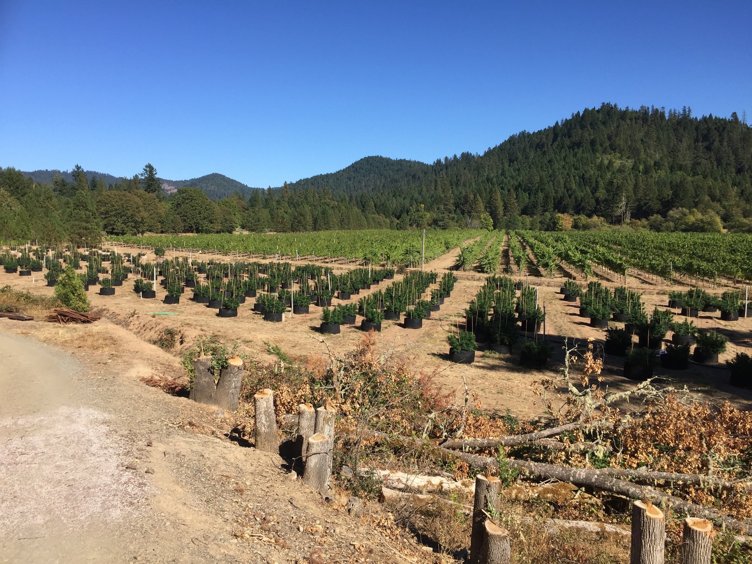 This is what the vineyard looked like when I first got there. The vines in the rear and the weed pots in the foreground
