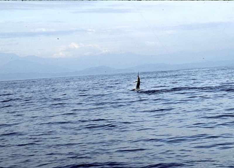 We hooked a sailfish- a big one too.