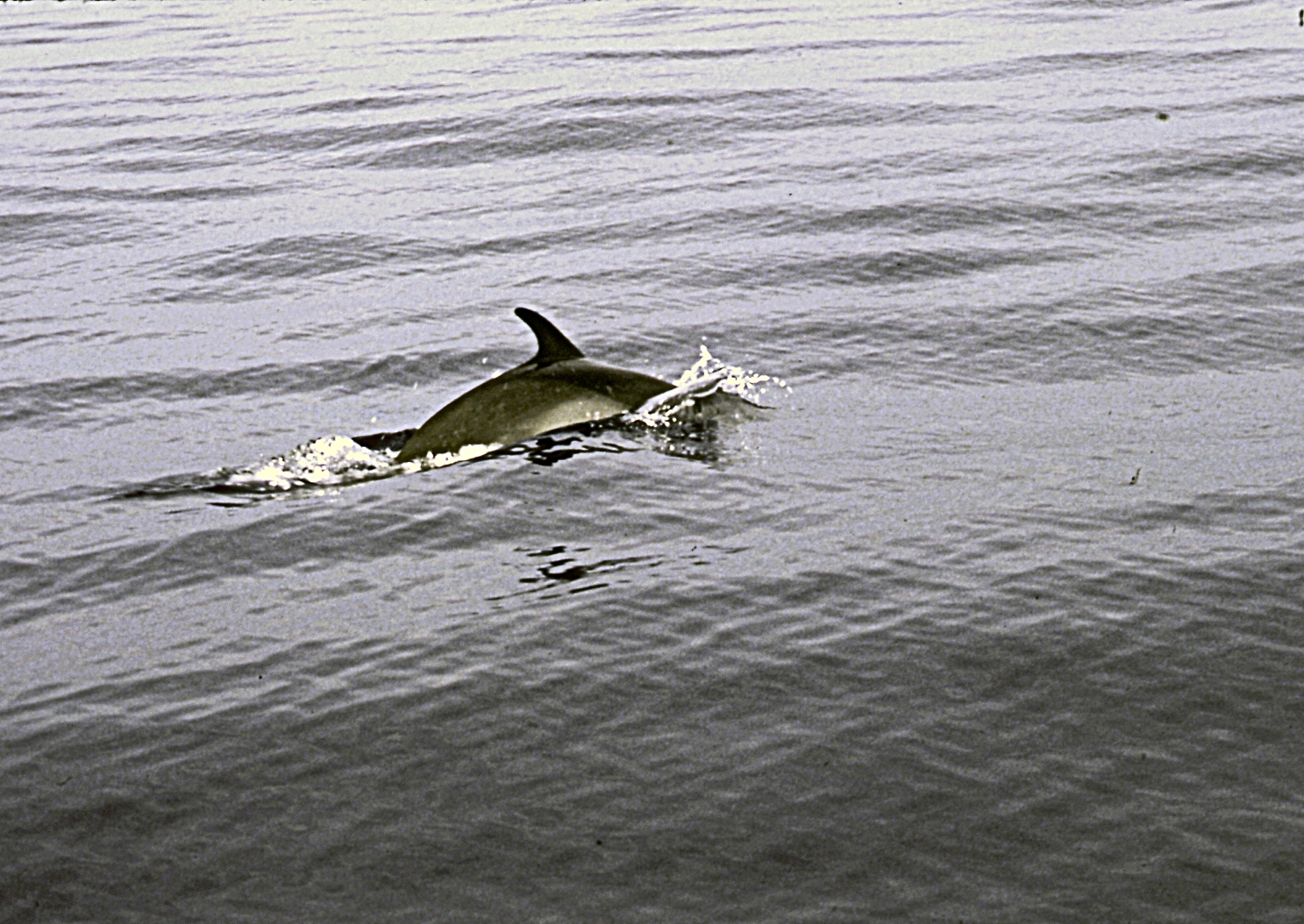 Saw this dolphin just before Beth caught a beautiful sailfish--we pulled it in together.