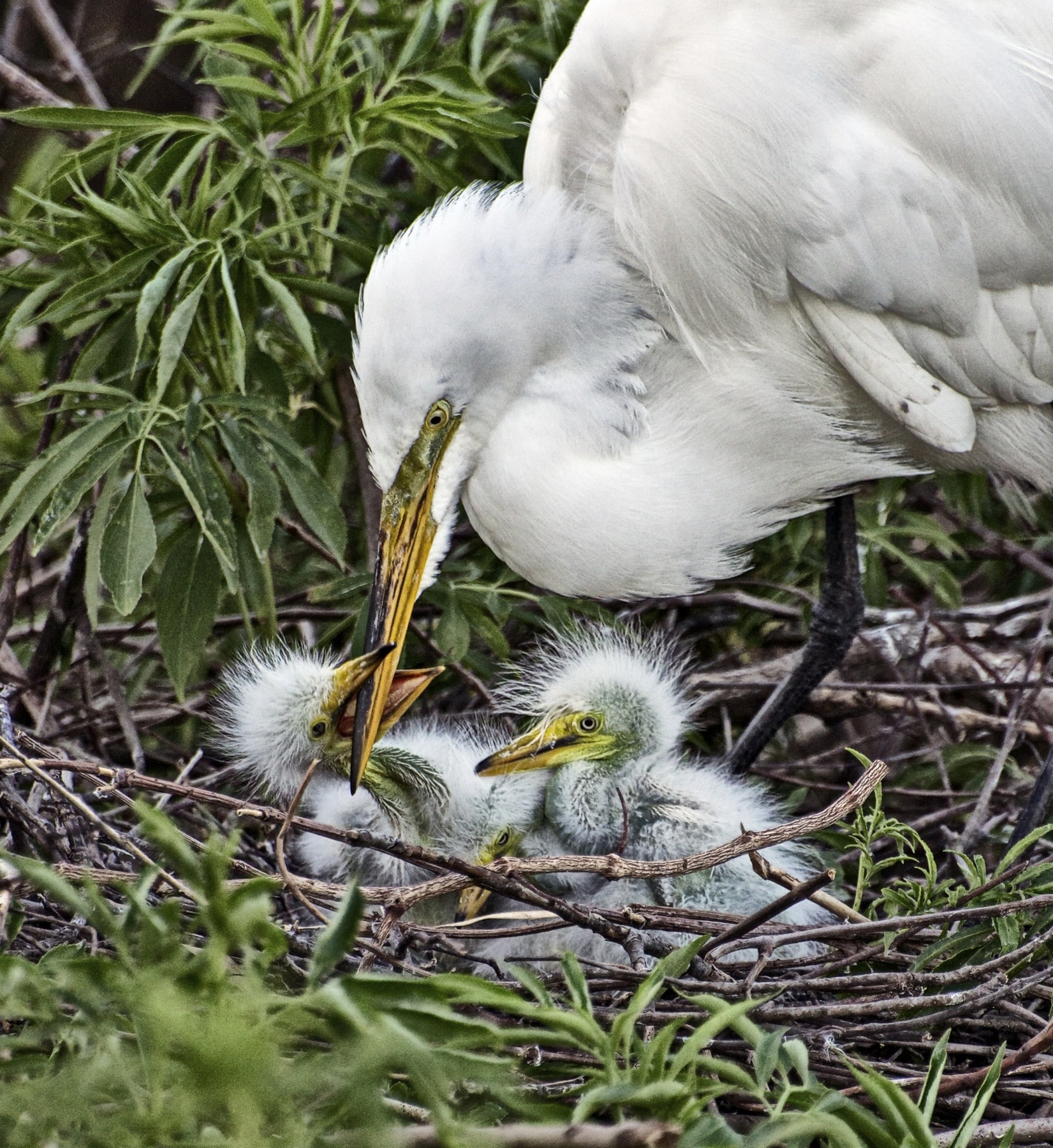 Feeding Time.