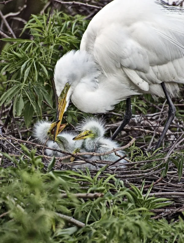 EgretChicks.jpg
