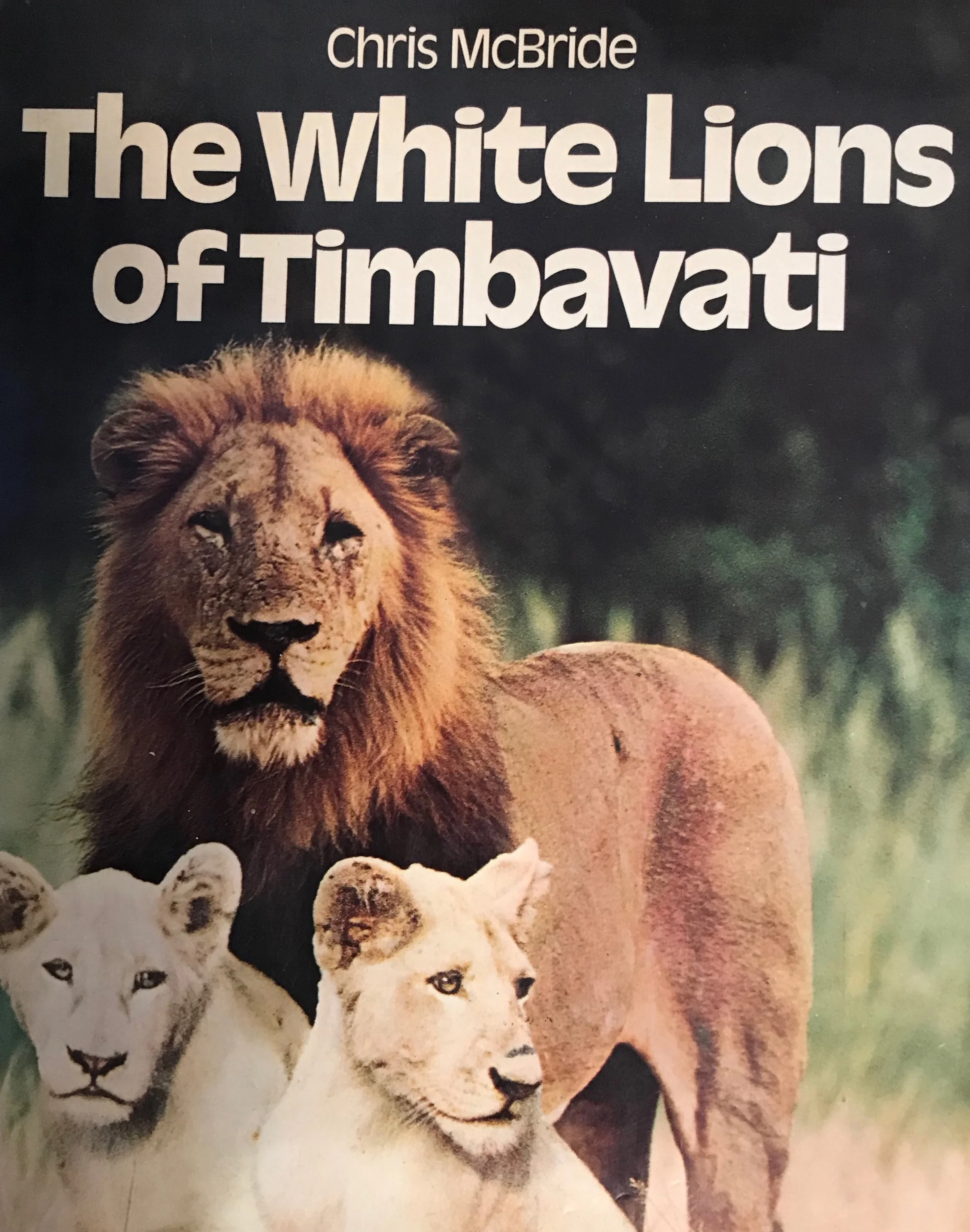 I saw these two albino lions but I can’t remember where!!! They were born in 1975 exactly when I was there.