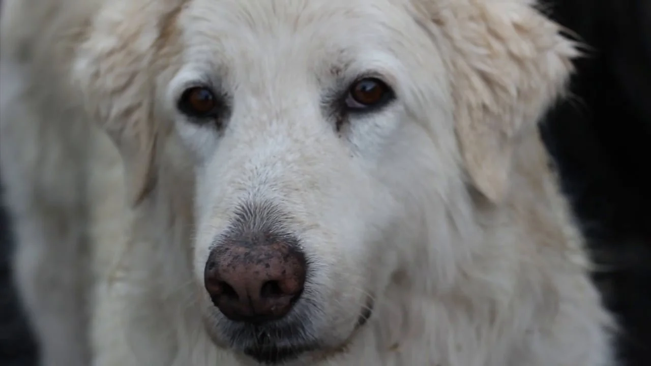 My Friends at Puddleduck (2014, trailer)