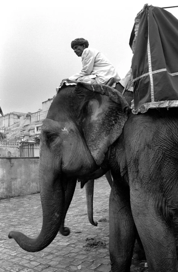 India-Elephants-05228-36a.jpg